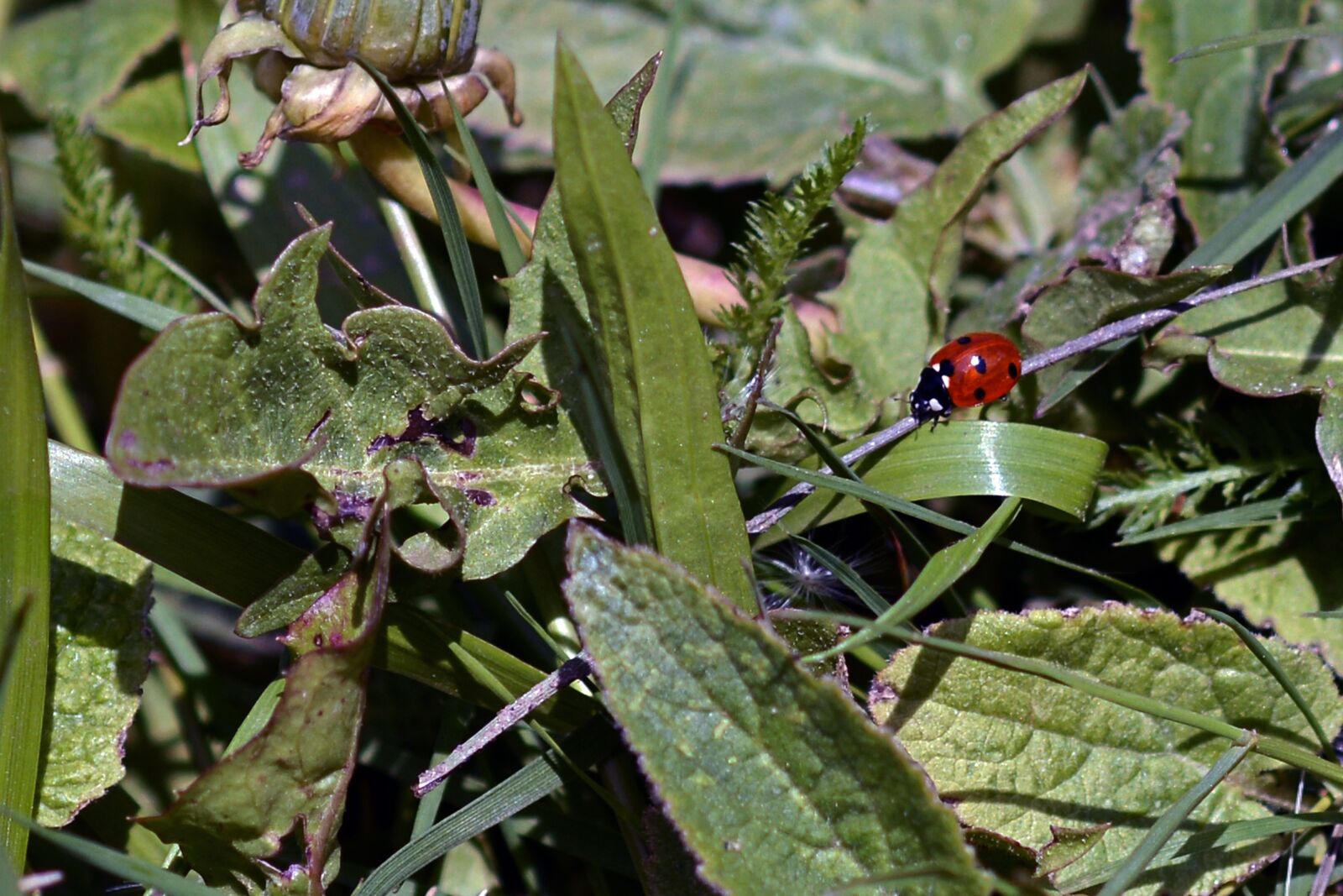 Nikon D7100 sample photo. Ladybug, lucky charm, lucky photography