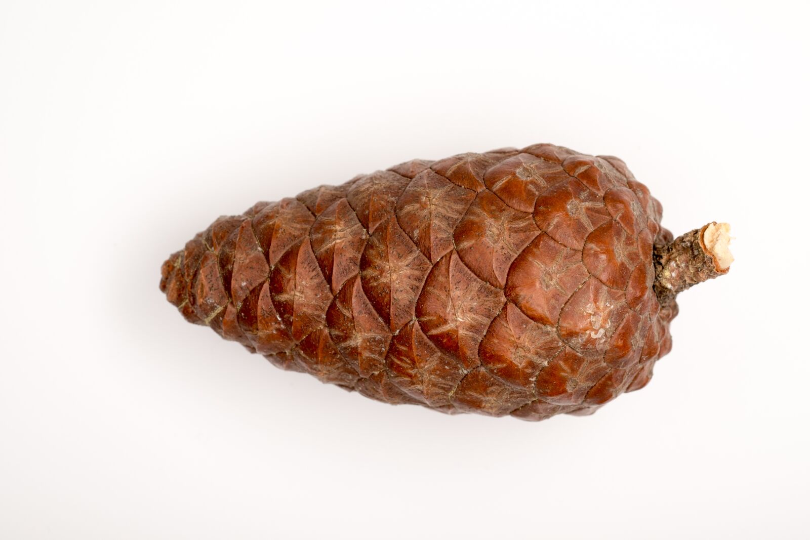 Fujifilm X-T1 + Fujifilm XF 60mm F2.4 R Macro sample photo. Pine cone, macro, needles photography