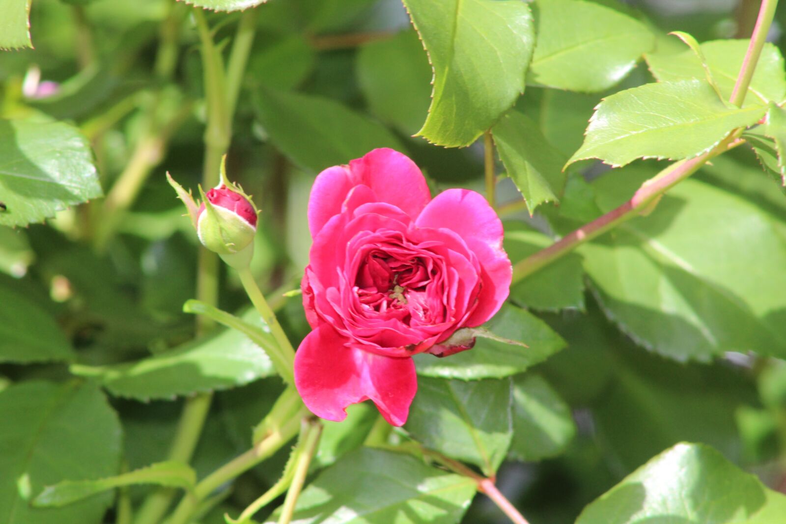 Canon EOS 1300D (EOS Rebel T6 / EOS Kiss X80) + Canon EF 75-300mm f/4-5.6 sample photo. Rose, pink, rose bloom photography
