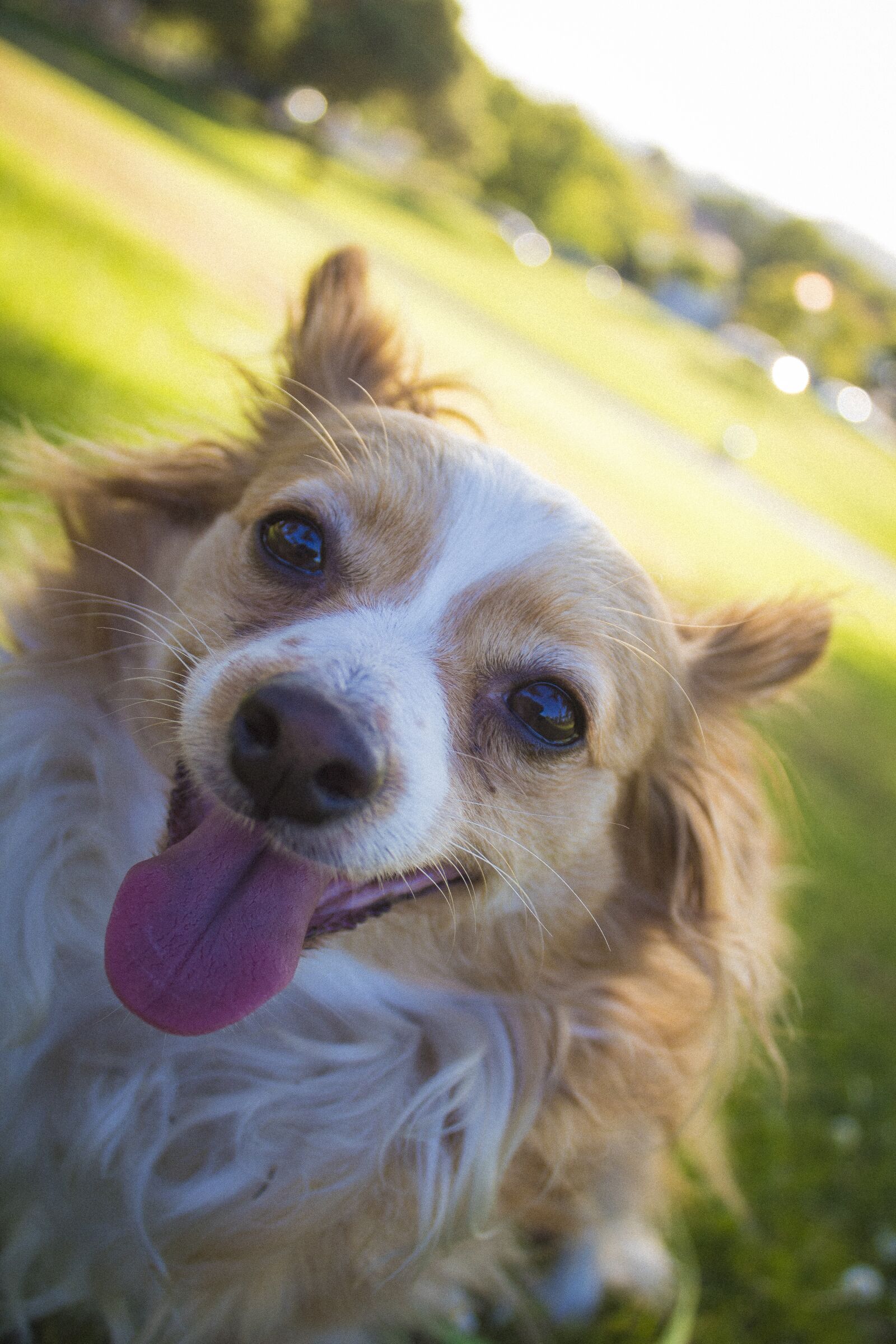 Canon EOS 1300D (EOS Rebel T6 / EOS Kiss X80) sample photo. Chihuahua, dog, mix photography