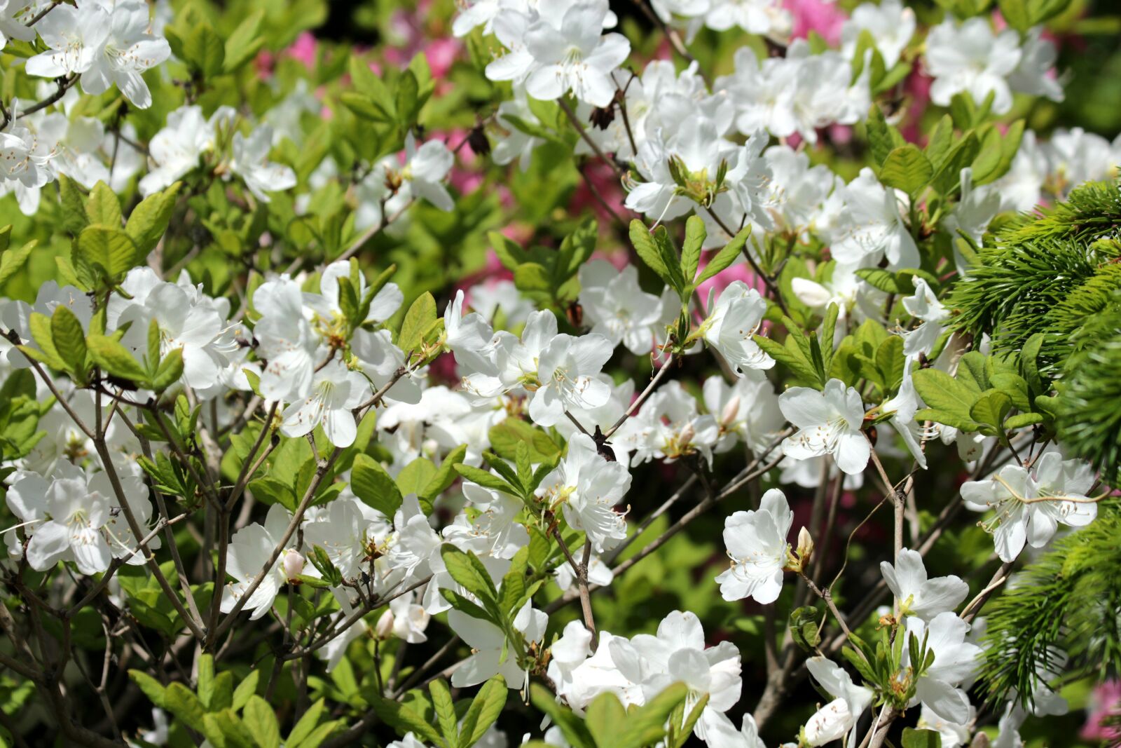 Canon EOS 650D (EOS Rebel T4i / EOS Kiss X6i) sample photo. Rhododendron, plant, bloom photography