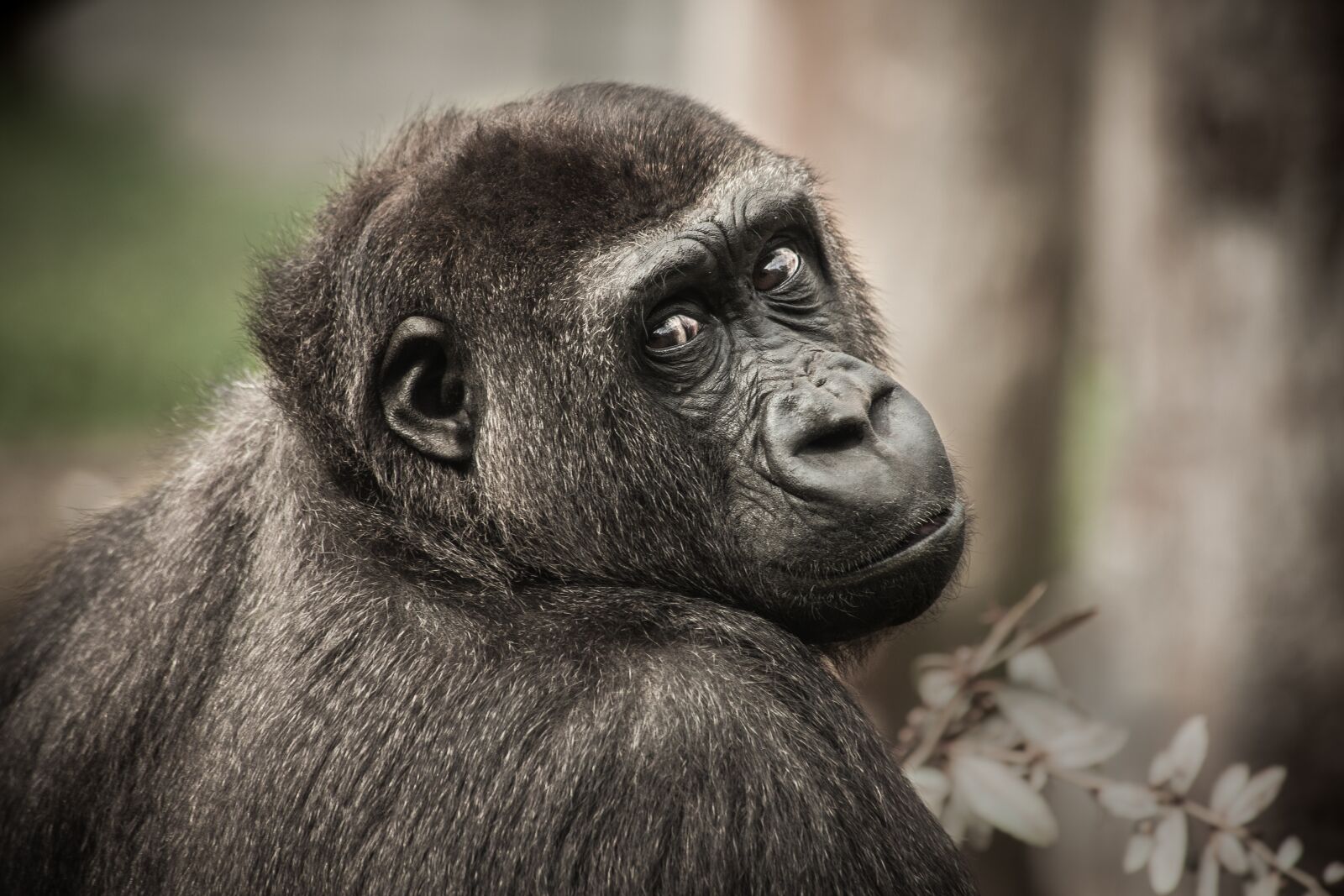 Canon EOS 5D Mark II + Canon EF 70-300mm F4-5.6 IS USM sample photo. Chimpanzee, view, monkey photography