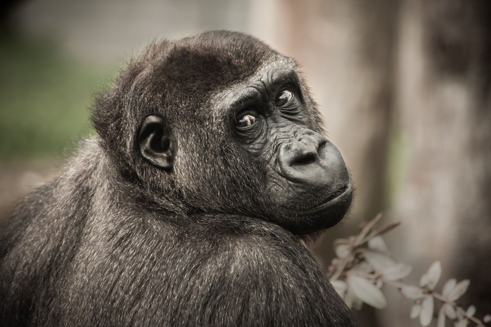 Canon EF 70-300mm F4-5.6 IS USM sample photo. Chimpanzee, view, monkey photography