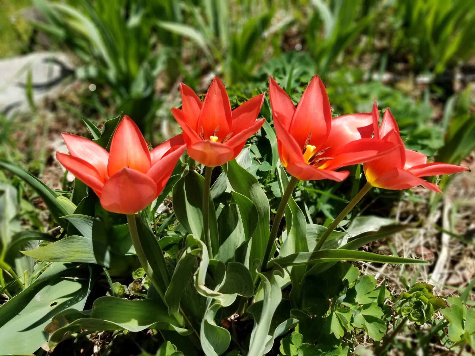 Samsung Galaxy S8 sample photo. Orange, flower, bloom photography