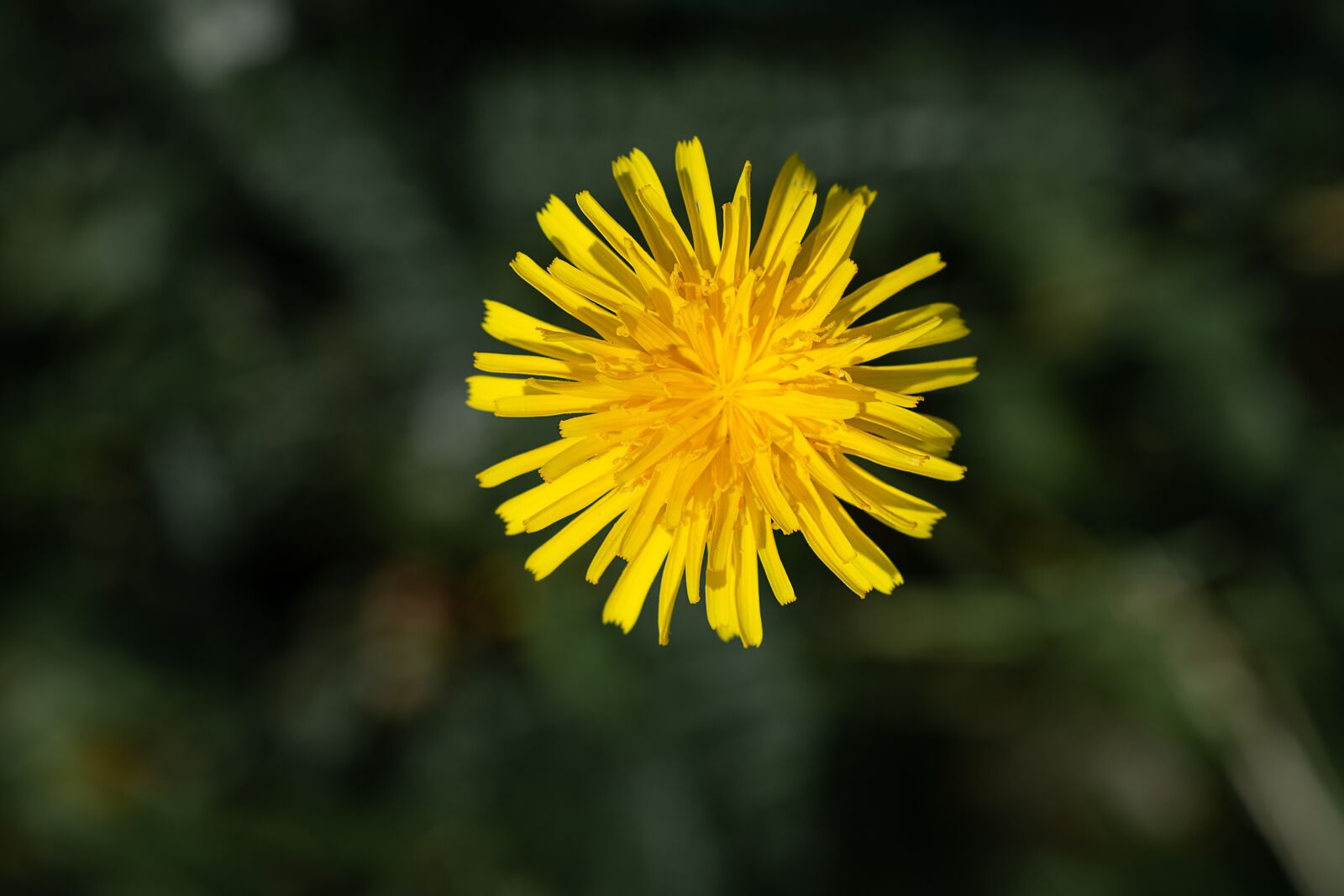 Nikon D7100 sample photo. Flower, yellow, yellow flower photography