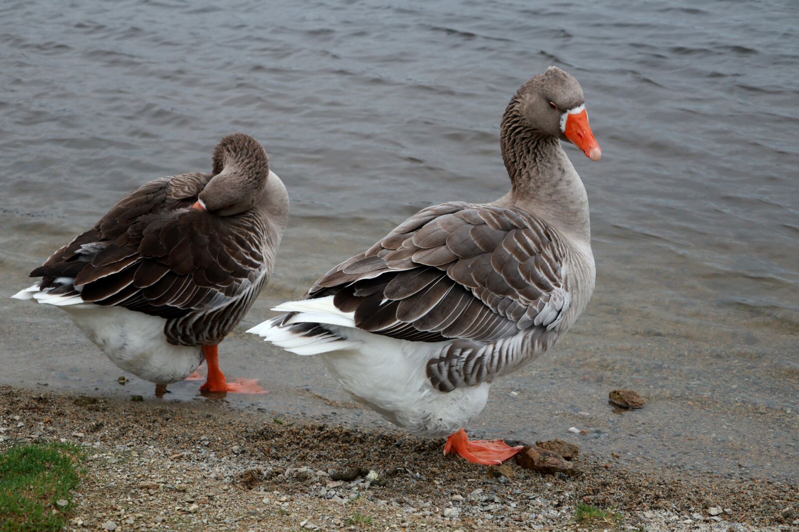 Canon PowerShot G1 X Mark III sample photo. Animals, geese, ducks photography