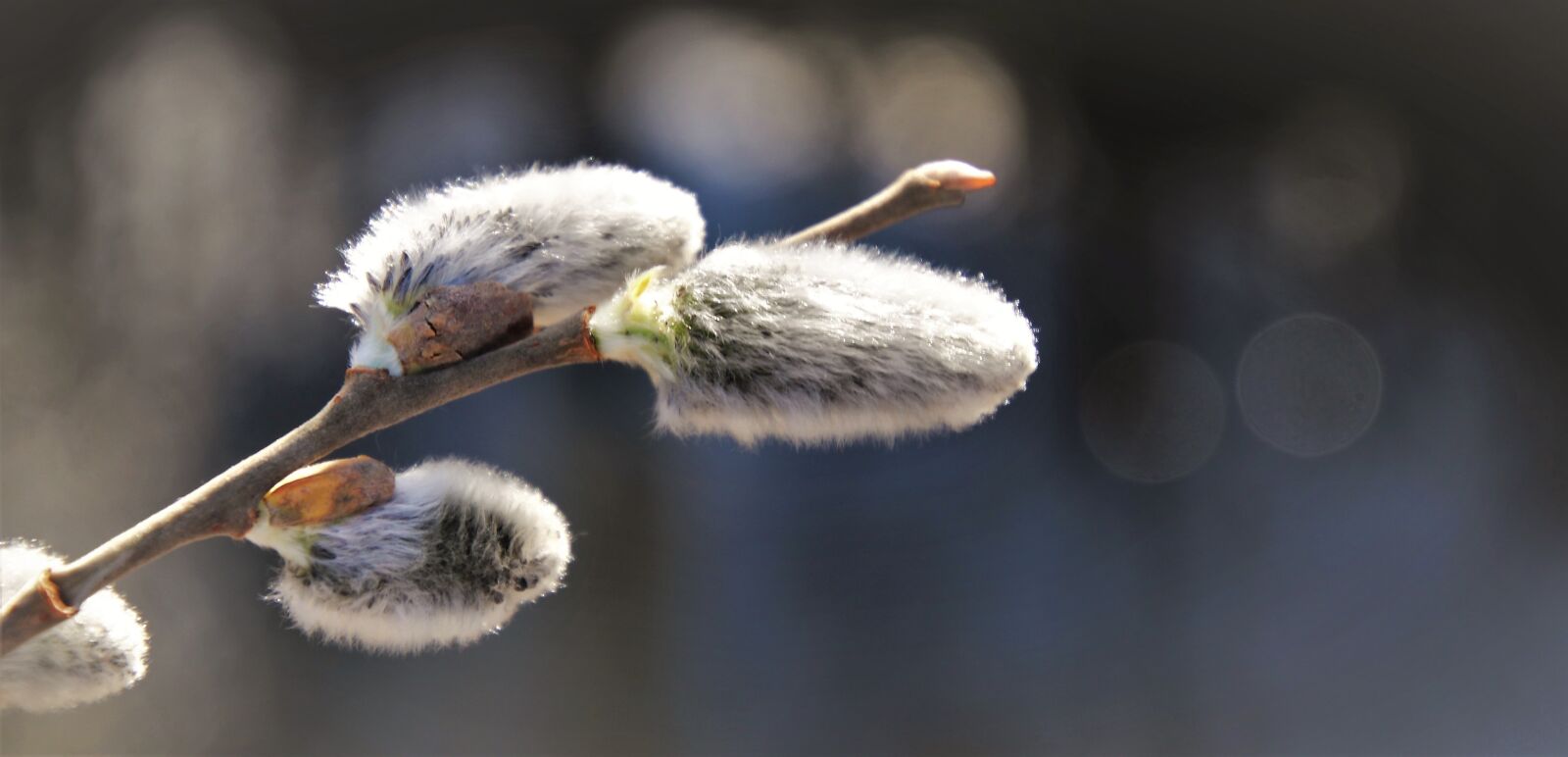 Canon EOS 80D sample photo. Gray, spring, the basis photography