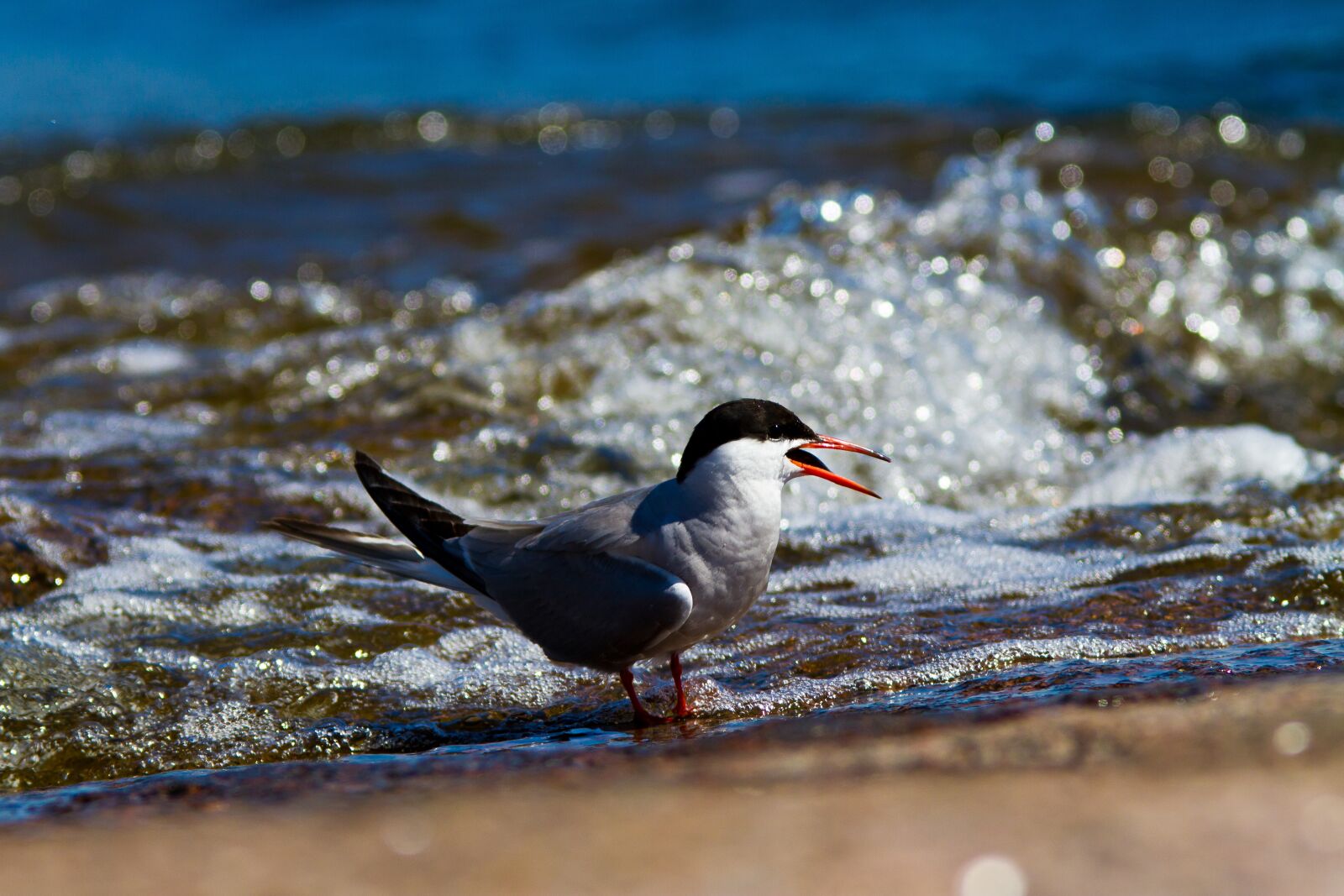 Canon EF 300mm F4L IS USM sample photo. Common tern, tern, splutter photography