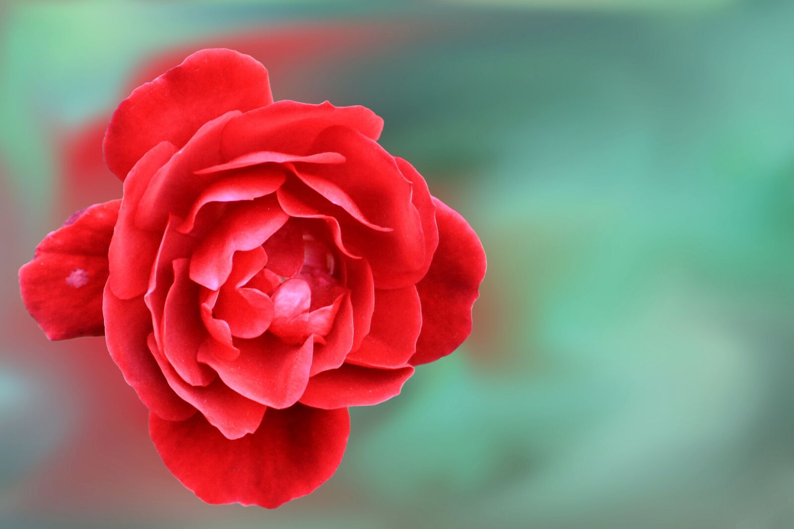 Canon EOS 1100D (EOS Rebel T3 / EOS Kiss X50) sample photo. Rose, red, flower photography