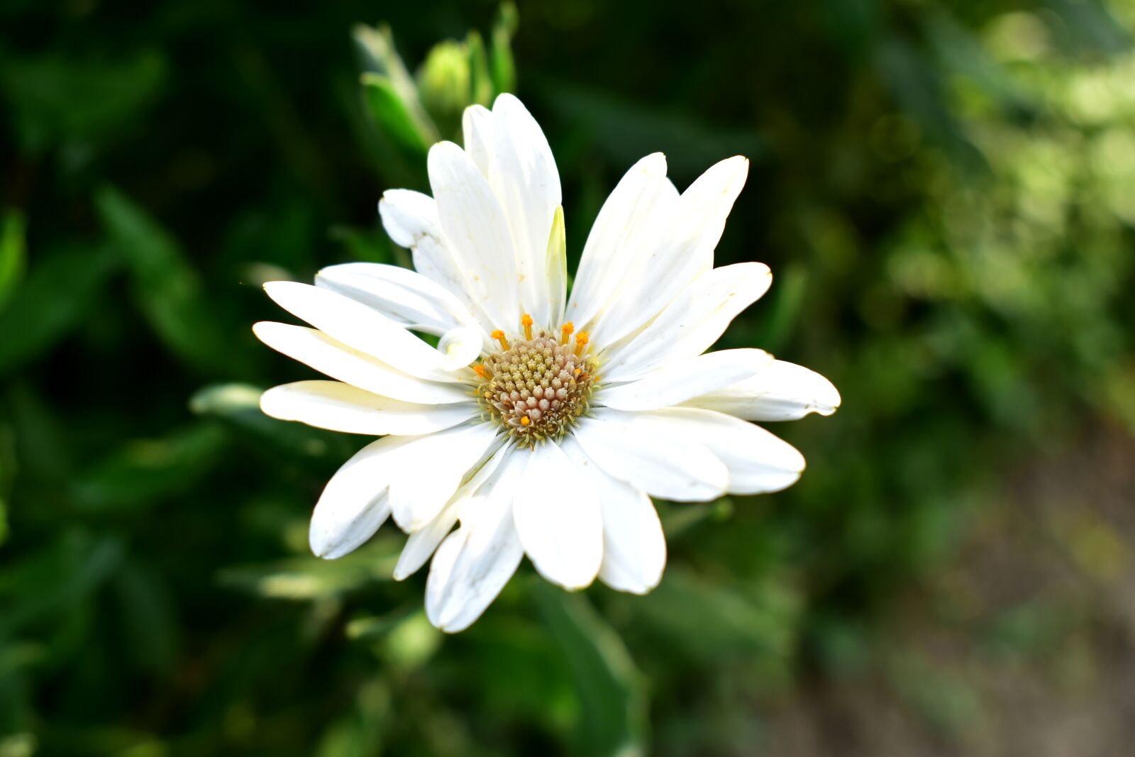 Nikon D5600 sample photo. Cape daisy, daisy, plant photography