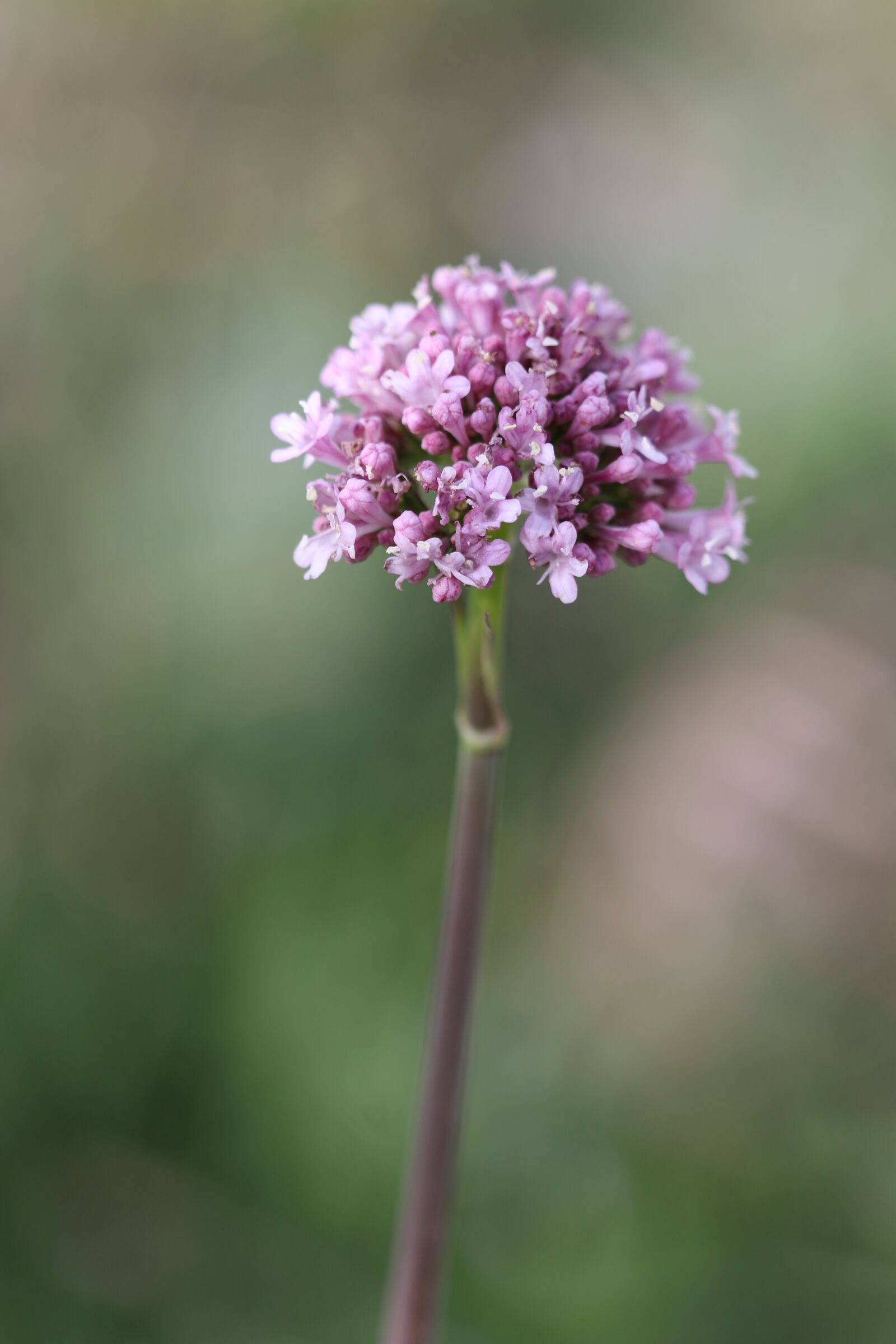 Canon EOS 70D + Canon EF 100mm F2.8 Macro USM sample photo. Green, pink, flower photography