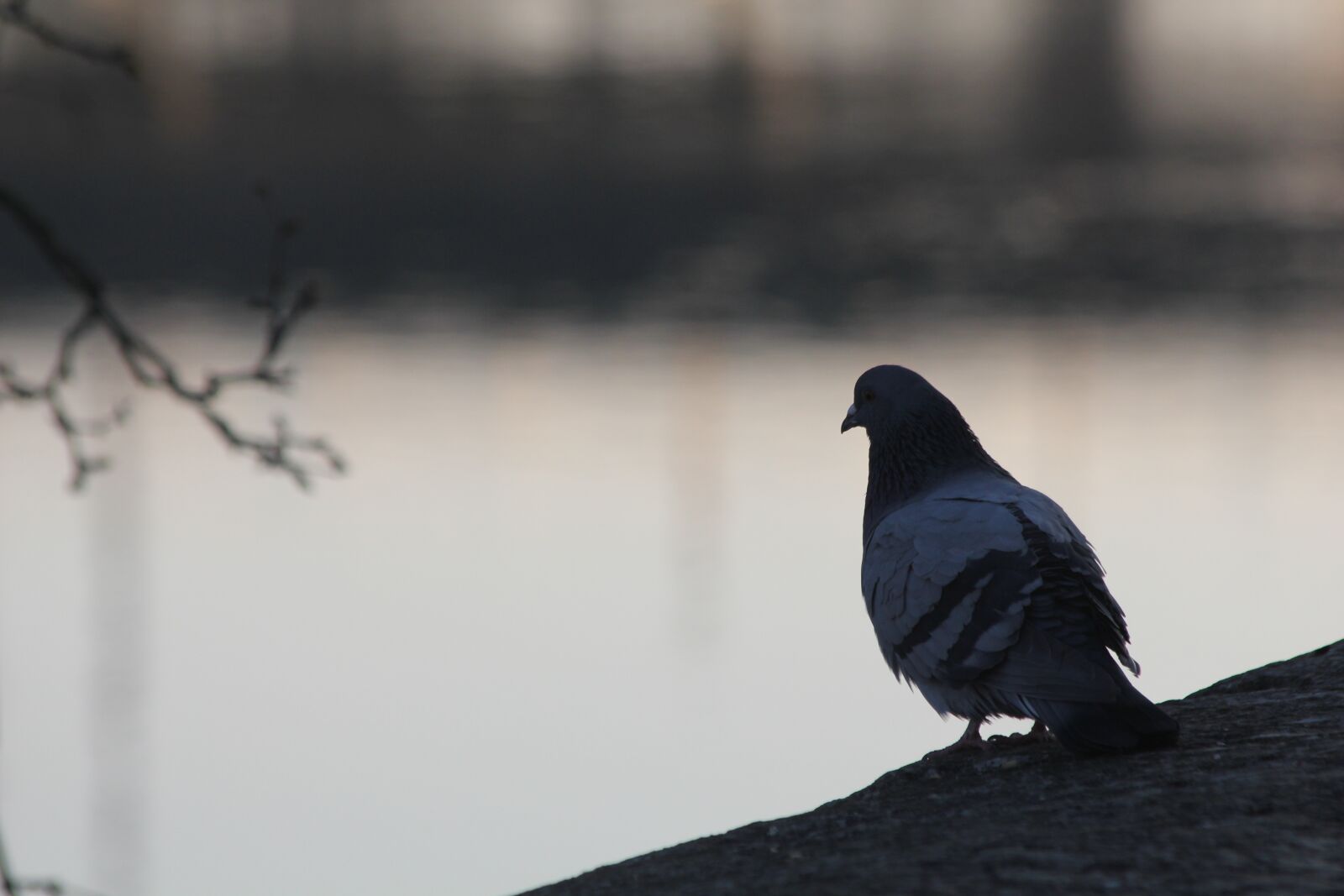 Canon EOS 550D (EOS Rebel T2i / EOS Kiss X4) sample photo. Dove, morning, water photography
