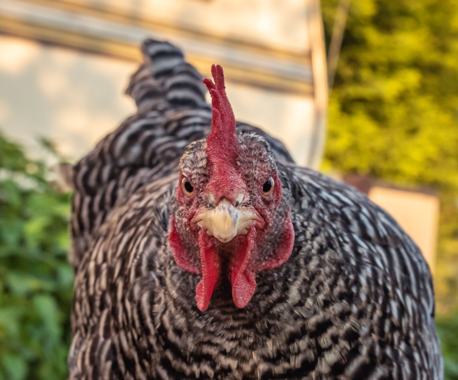 Nikon D750 sample photo. Chicken, hen, poultry photography