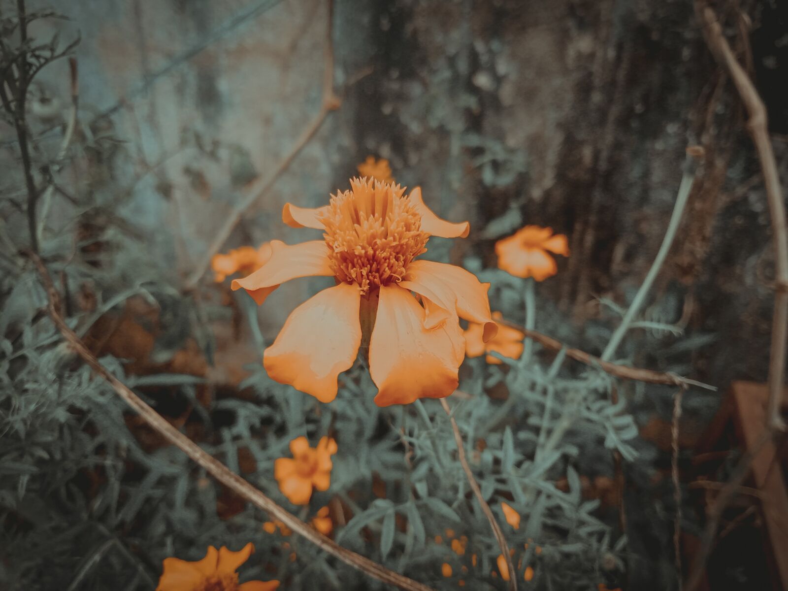 Realme C2 sample photo. Orange flower, dark leaves photography