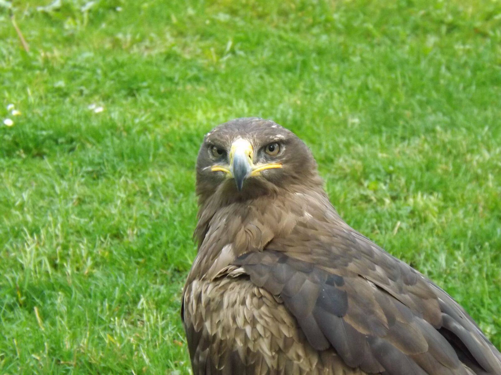 Fujifilm FinePix S4500 sample photo. Bird, nature, raptor photography