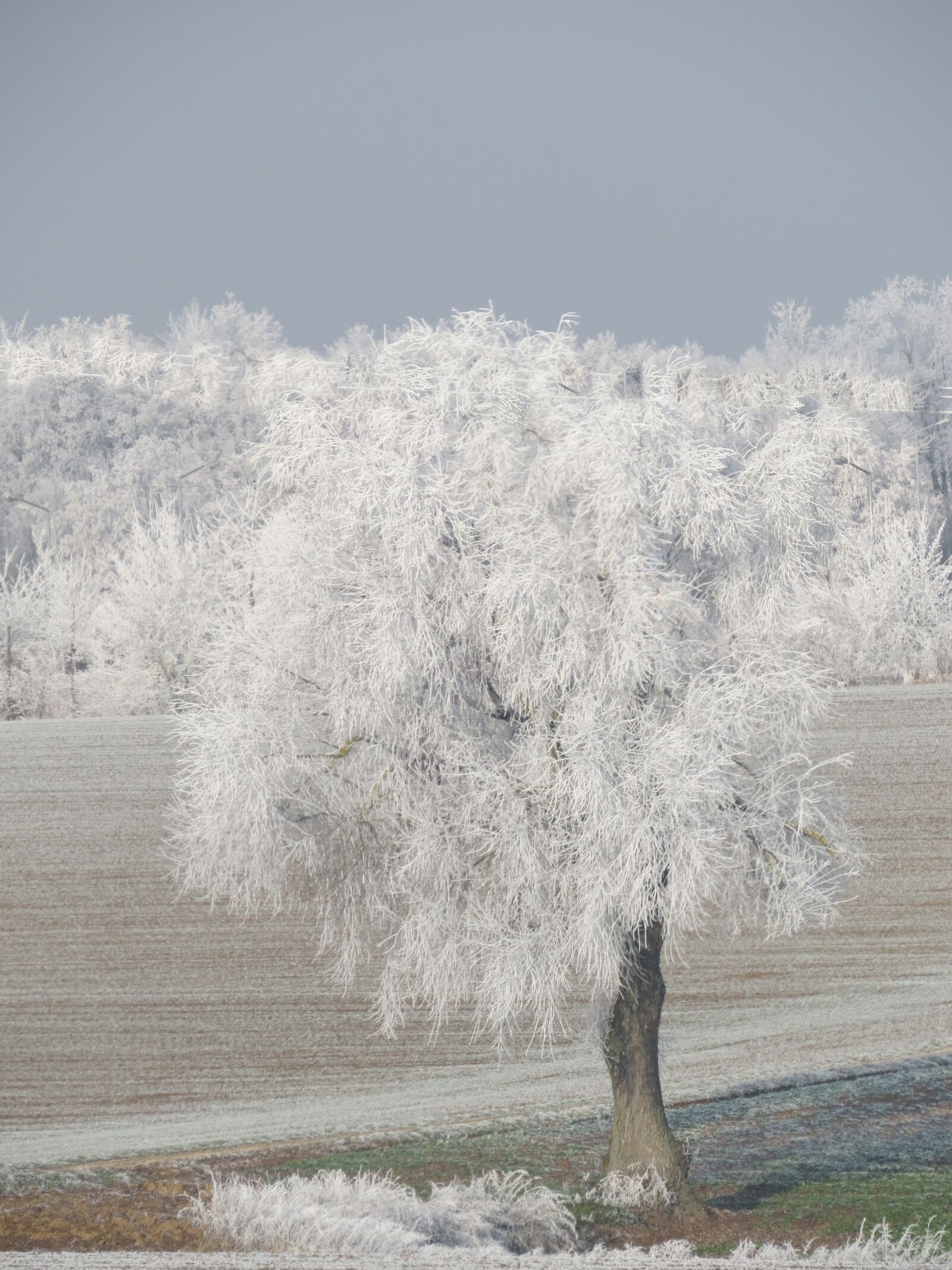 Canon PowerShot SX50 HS sample photo. Winter, snow, regensburg photography