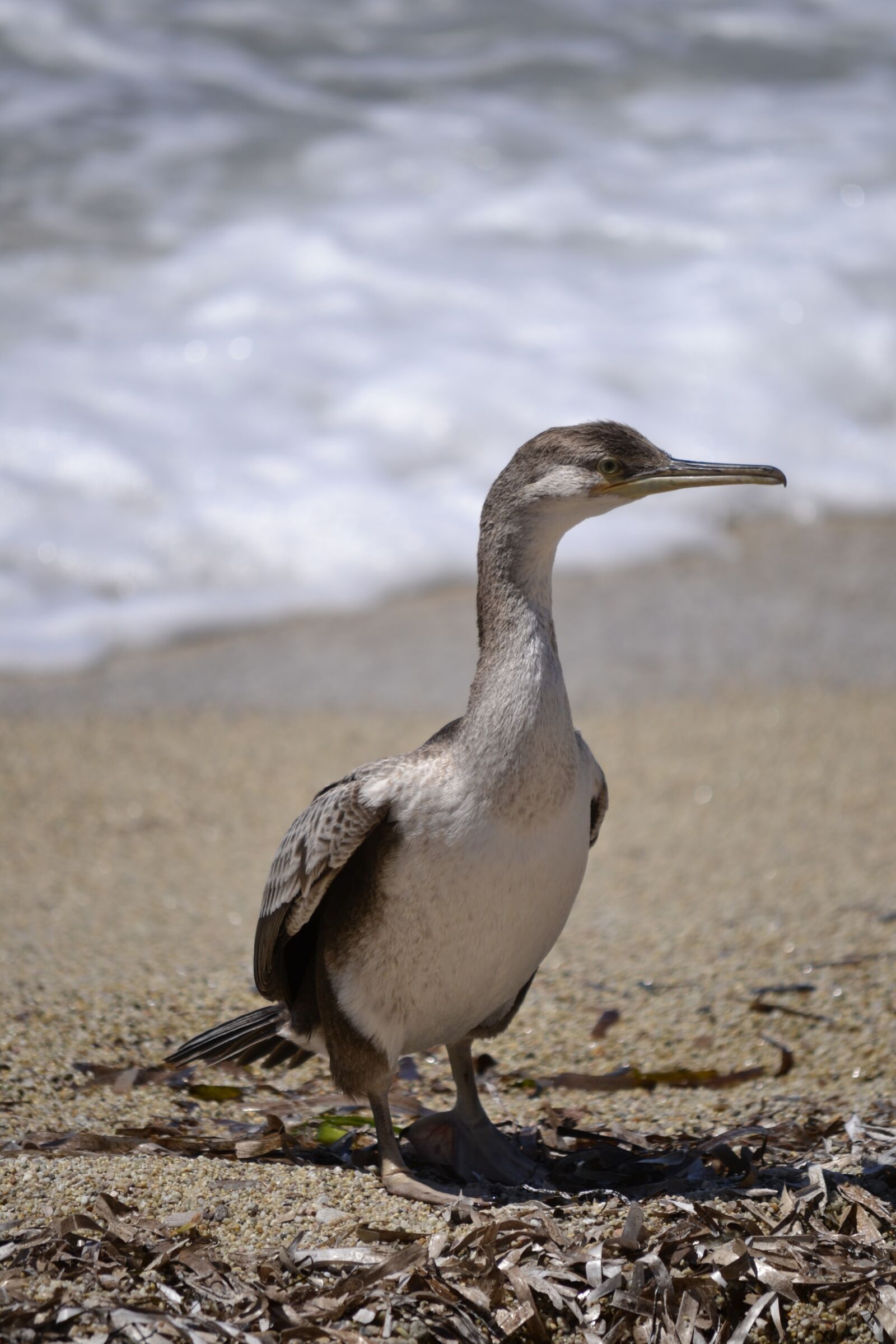 Nikon D3100 sample photo. Bird, sea, birds photography