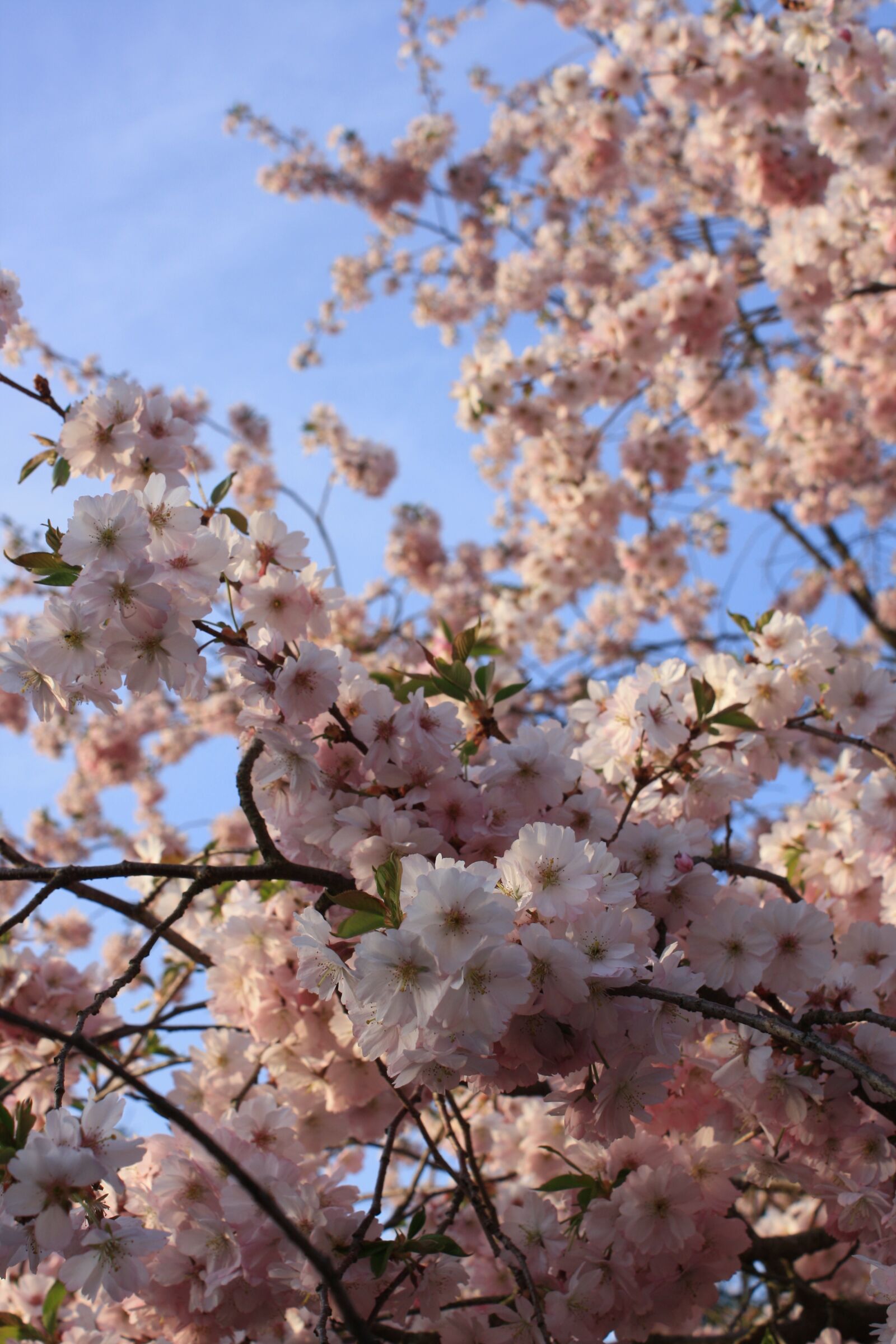 Canon EOS 1000D (EOS Digital Rebel XS / EOS Kiss F) sample photo. Cherry, cherry blossom, japanese photography