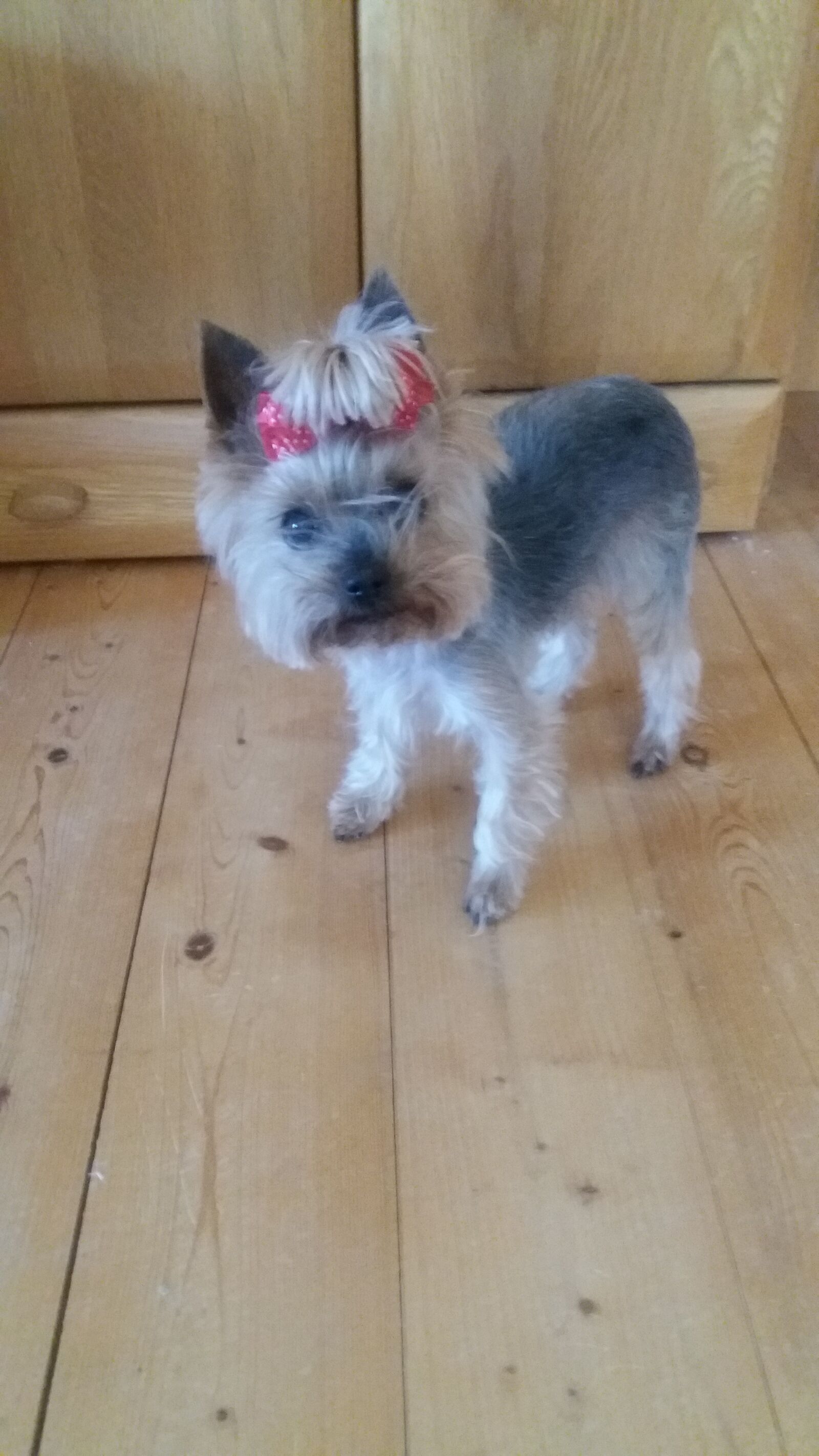 Samsung Galaxy J5 sample photo. Yorkie bitch, pet, dog photography