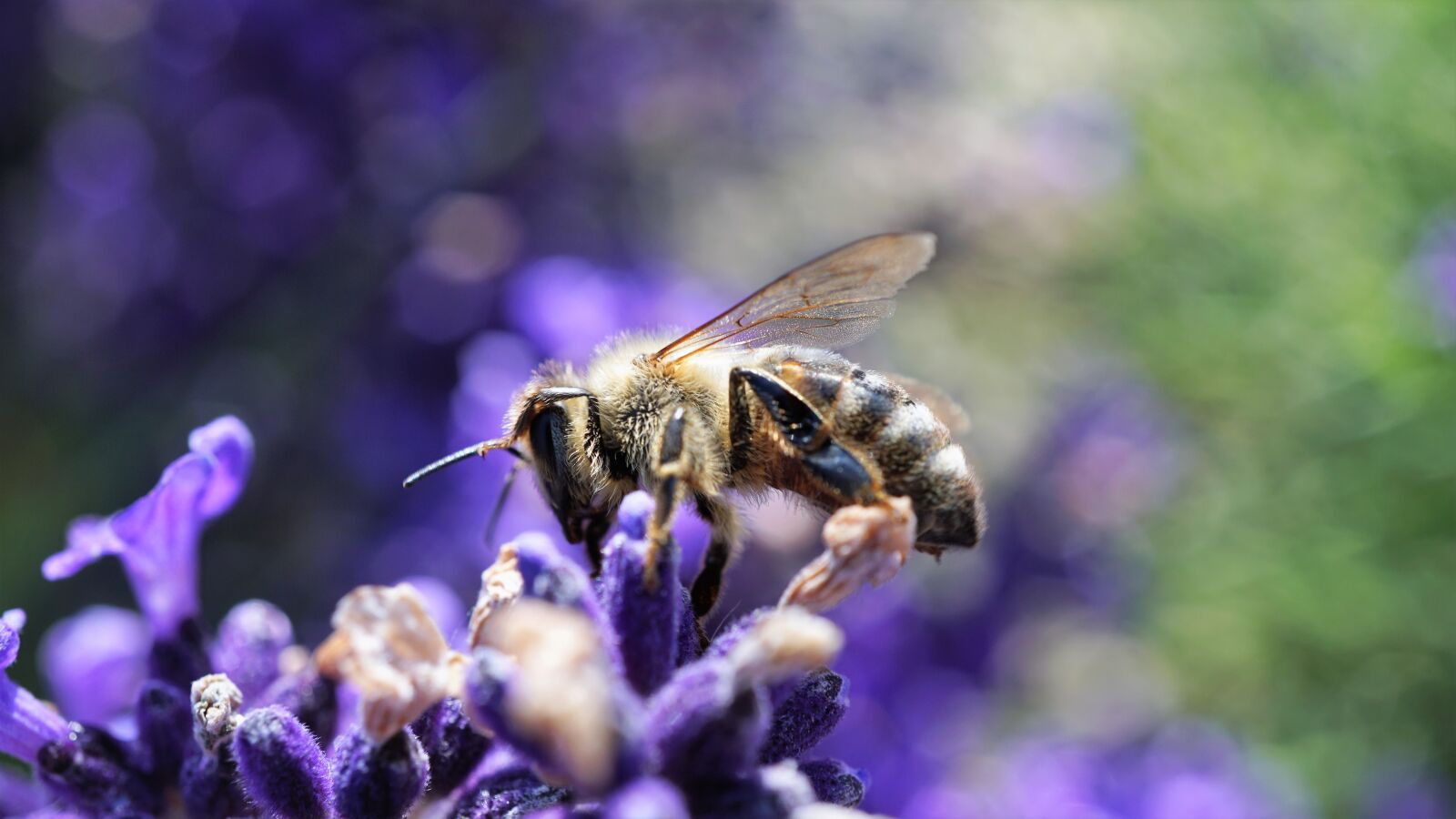 Sony a6000 + Sony E 30mm F3.5 Macro sample photo. Bee, honey bee, lavender photography