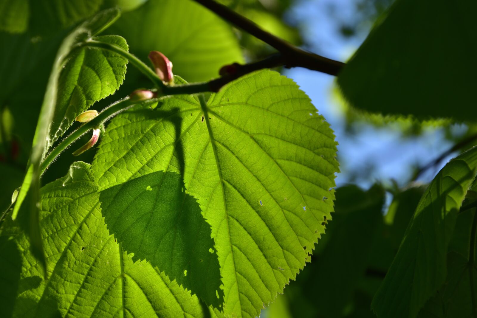 Nikon D3400 sample photo. Lime, nature, foliage photography