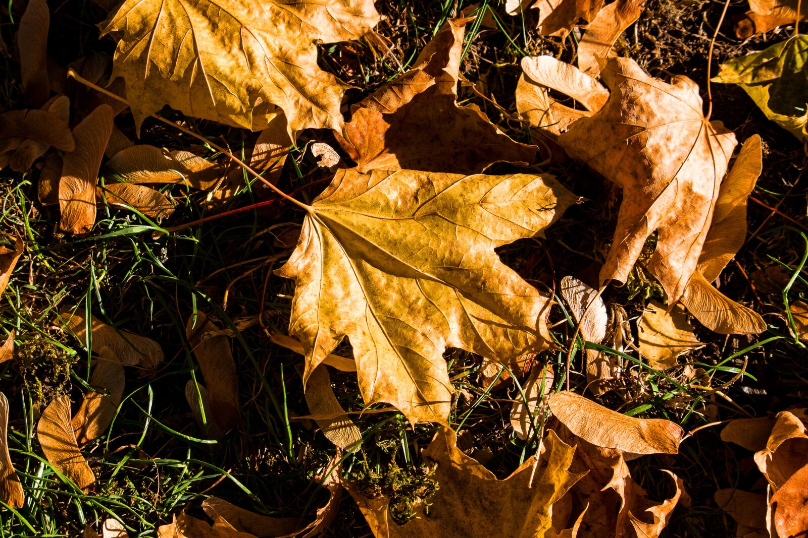 Canon EF-S 55-250mm F4-5.6 IS STM sample photo. Leaves, fall foliage, autumn photography