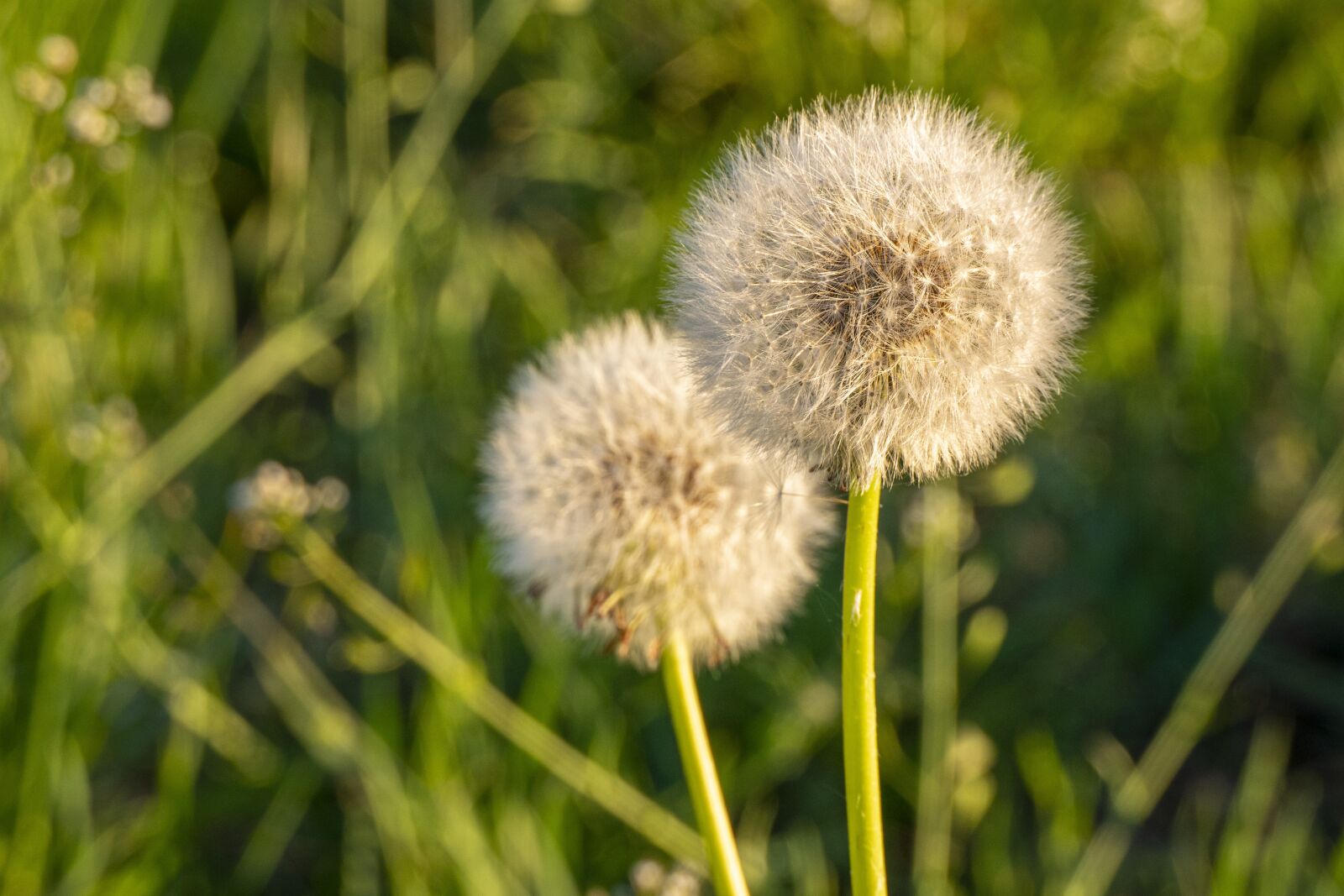 Panasonic Lumix DMC-FZ2500 (Lumix DMC-FZ2000) sample photo. Dandelion, meadow, sonchus oleraceus photography