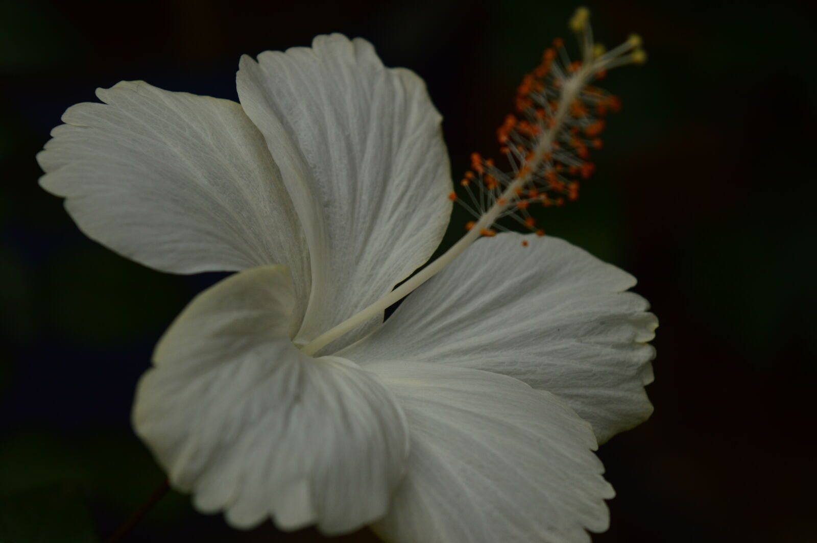 Nikon D3200 sample photo. White flower photography
