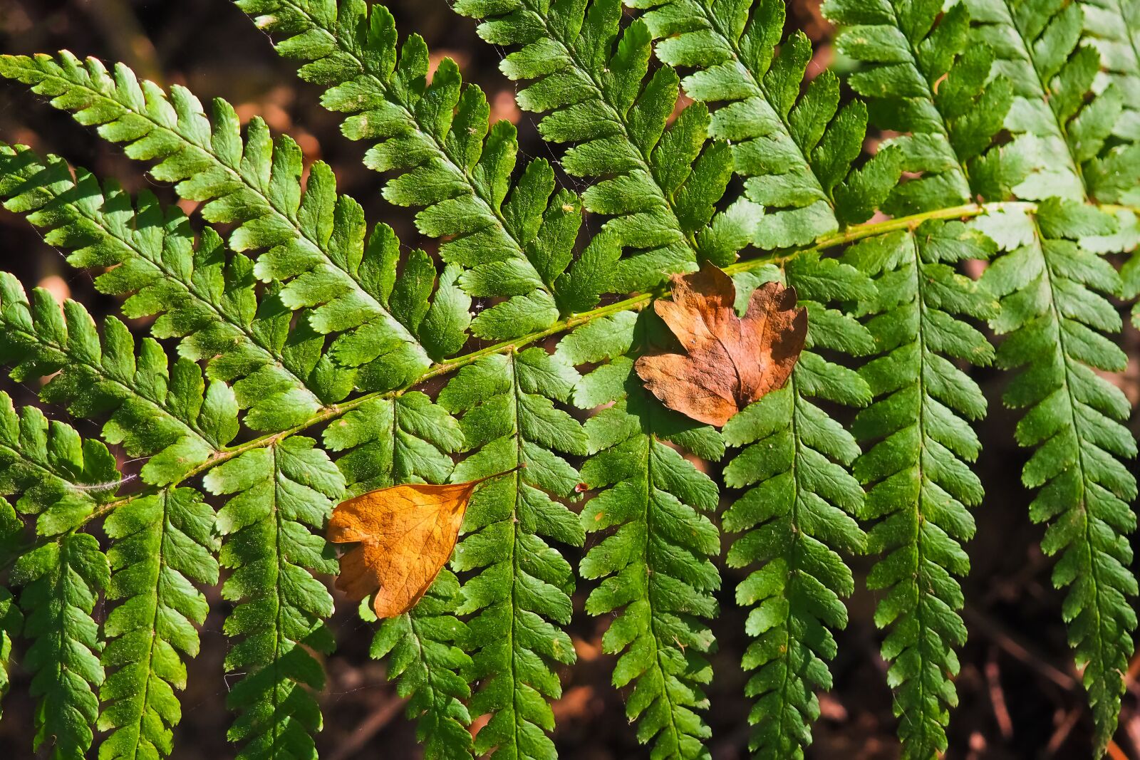 Olympus OM-D E-M10 sample photo. Fern, plant, green photography