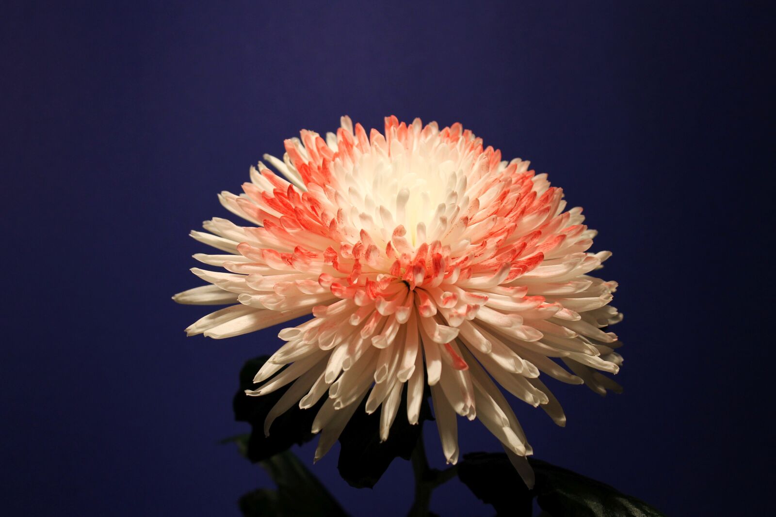 Canon EOS 1100D (EOS Rebel T3 / EOS Kiss X50) sample photo. Chrysanthemum, blossom, bloom photography