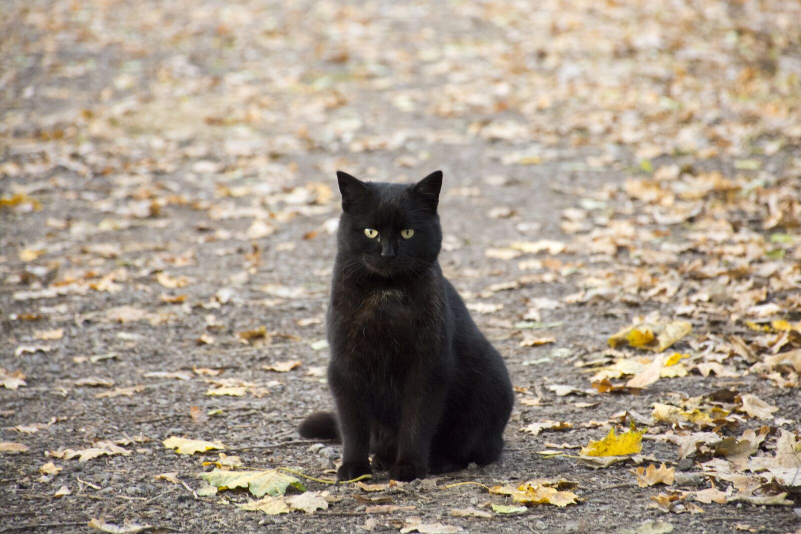 Nikon D7100 sample photo. Cat, animal, kitten photography
