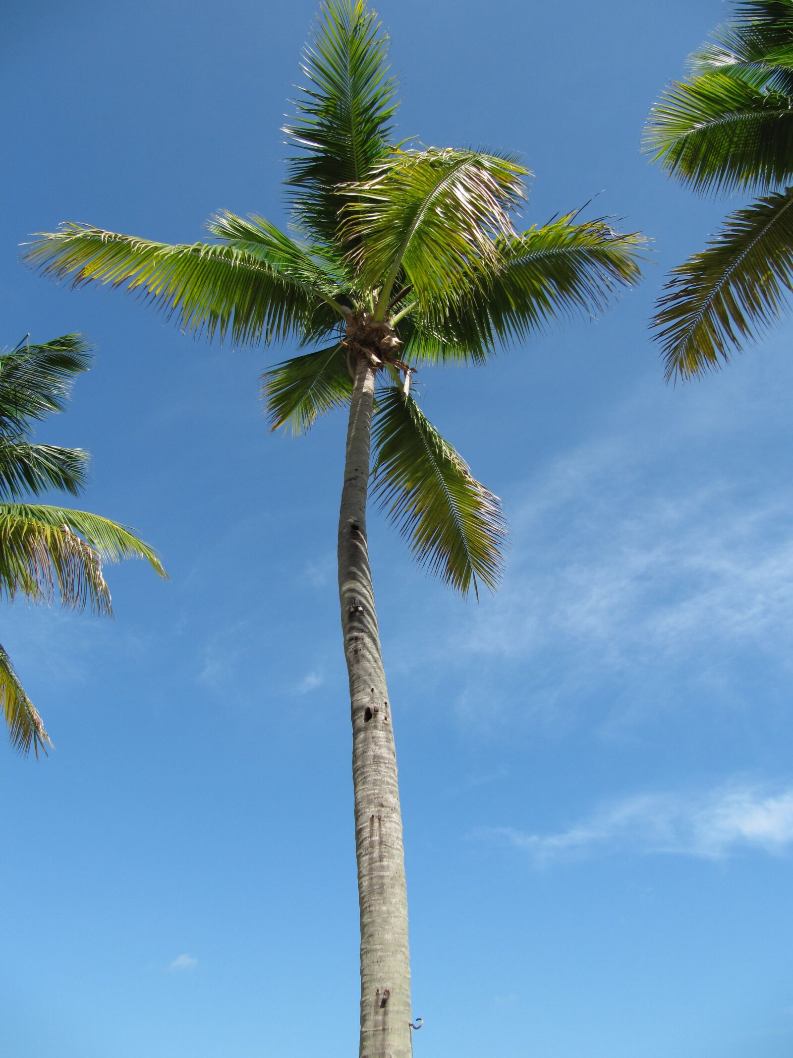 Canon PowerShot SX200 IS sample photo. Palm trees, caribbean, vacations photography