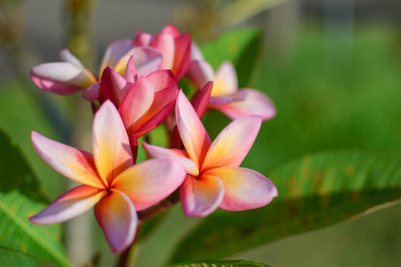 Nikon D5300 sample photo. Flower, color, plumeria photography