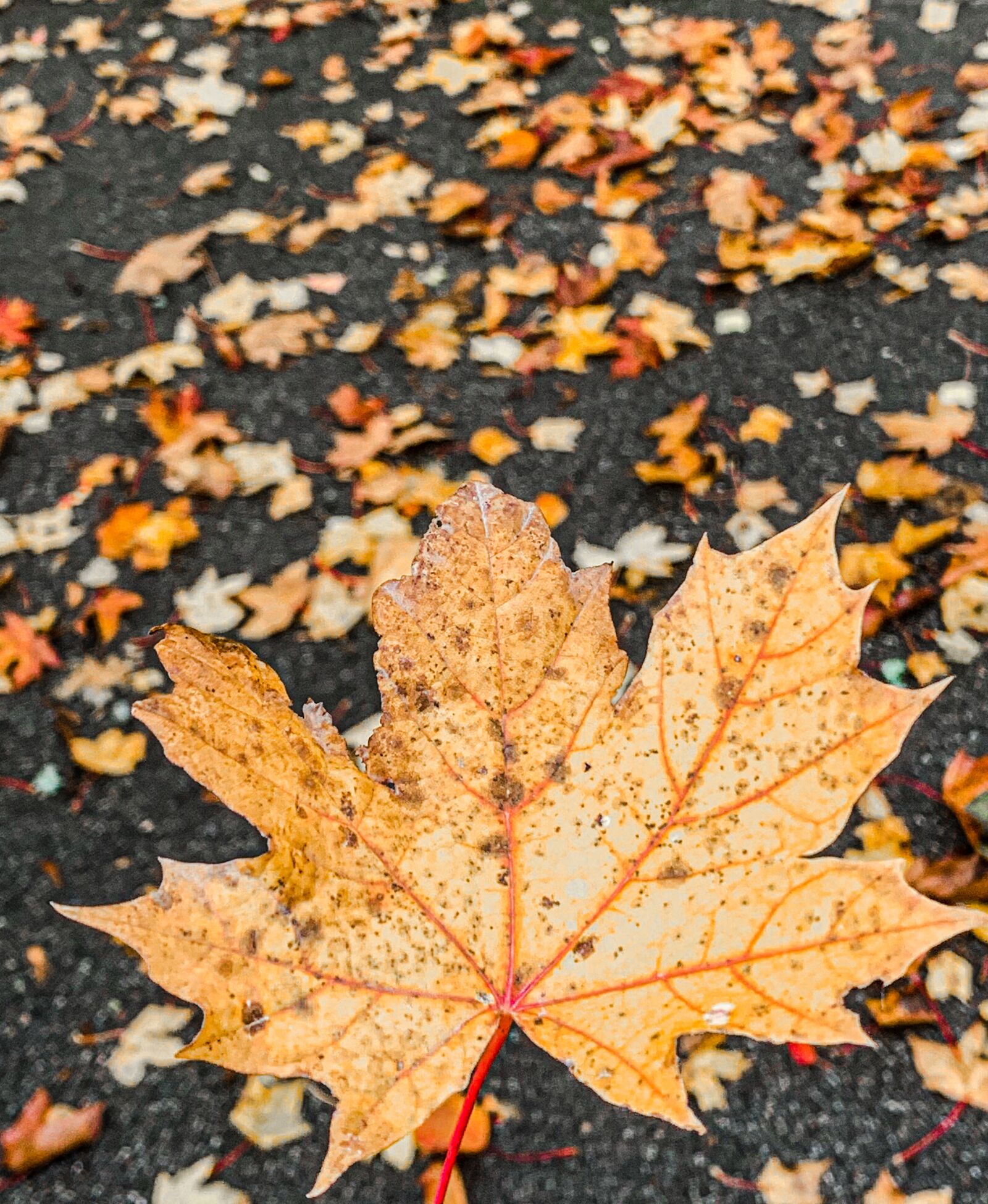 Apple iPhone XS sample photo. Autumn, feather, leaf photography