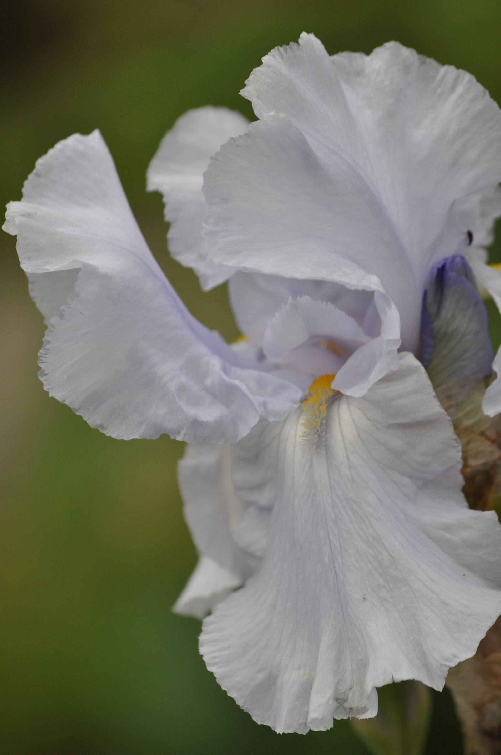 Nikon D5000 sample photo. Iris, flower, plant photography