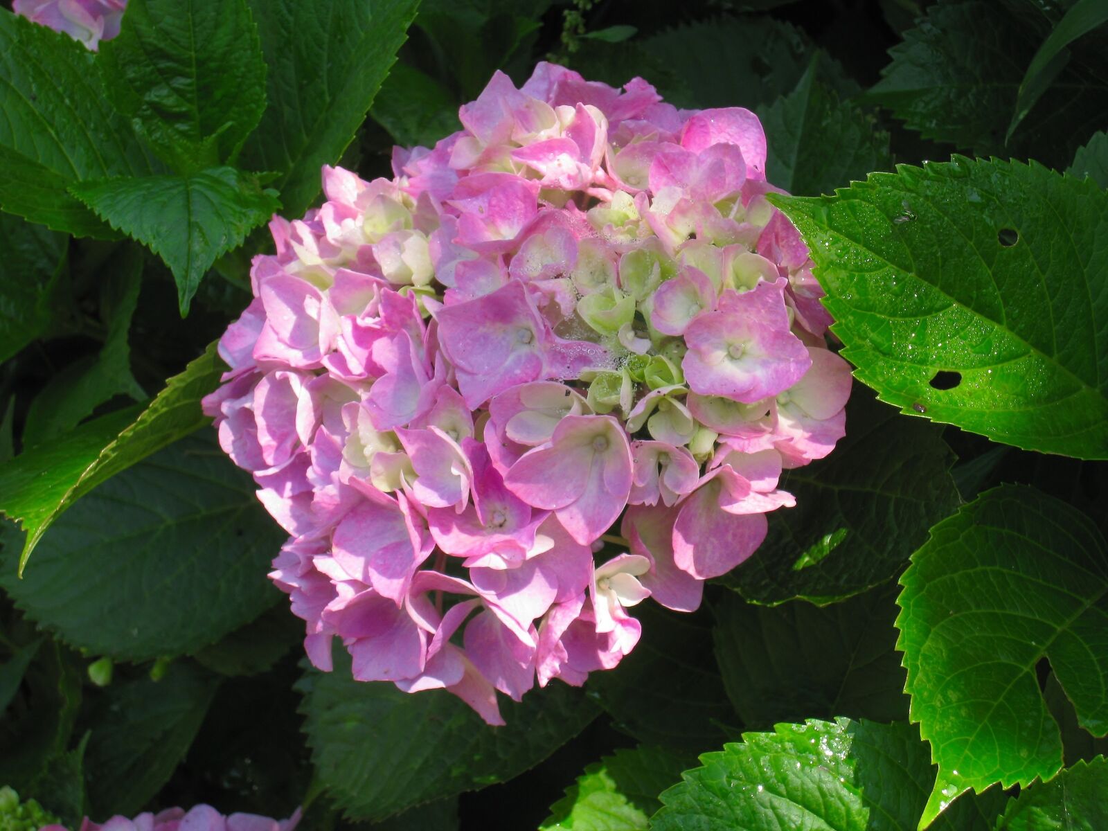 Canon IXY DIGITAL 910 IS sample photo. Hydrangea, pink, leaf photography