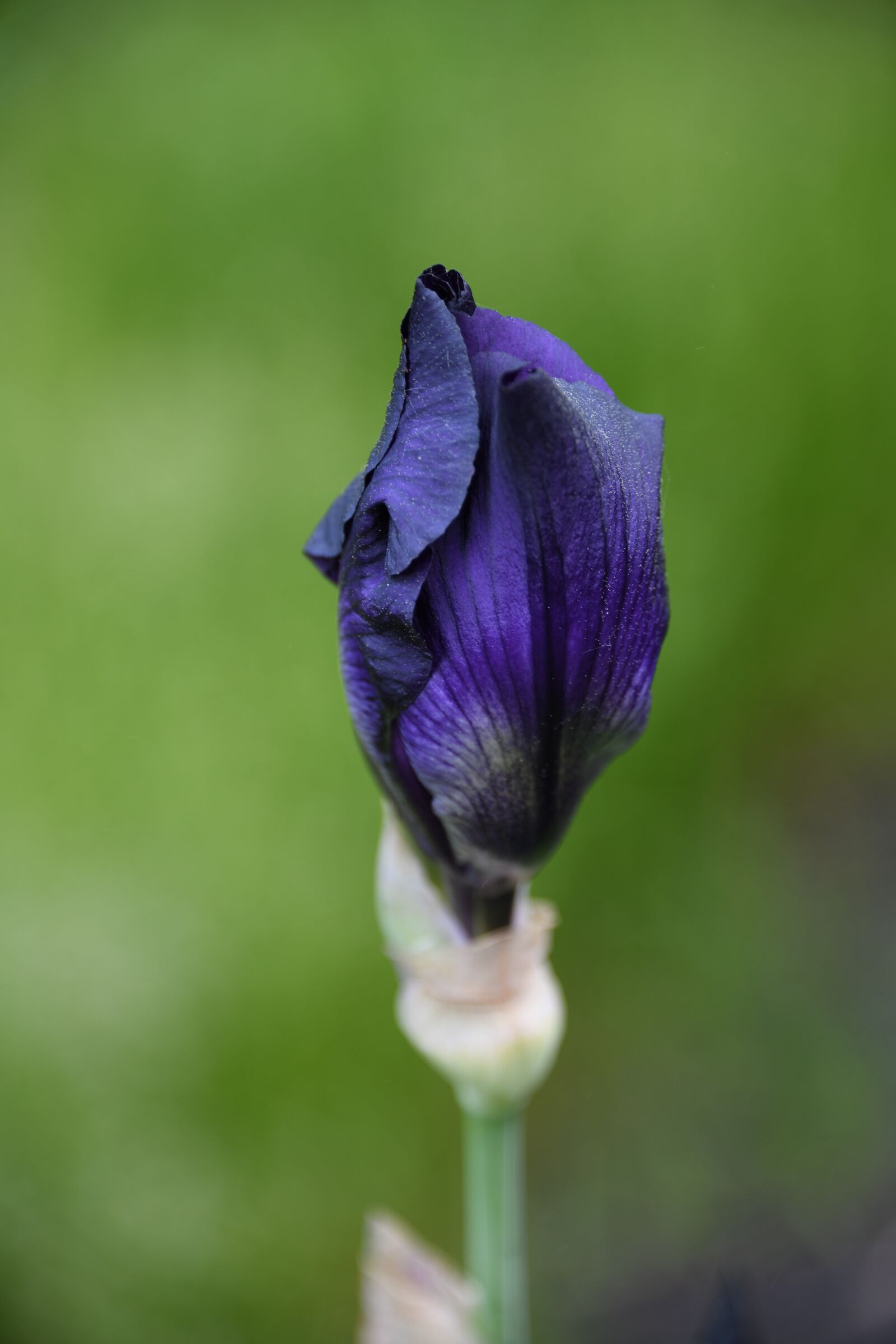 Nikon D850 sample photo. Iris, flower, purple photography