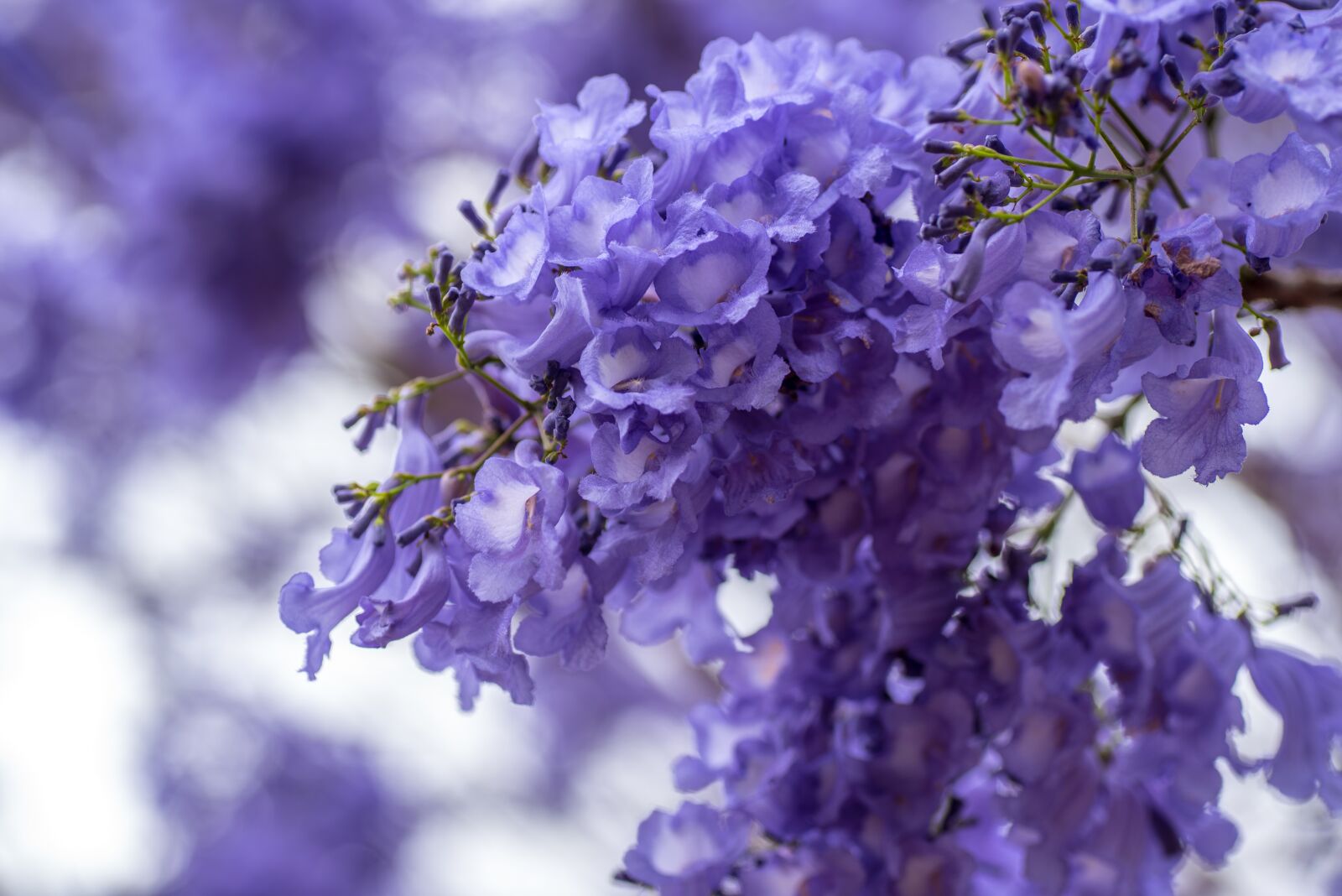 Nikon D750 sample photo. Jacaranda, brisbane, queensland photography