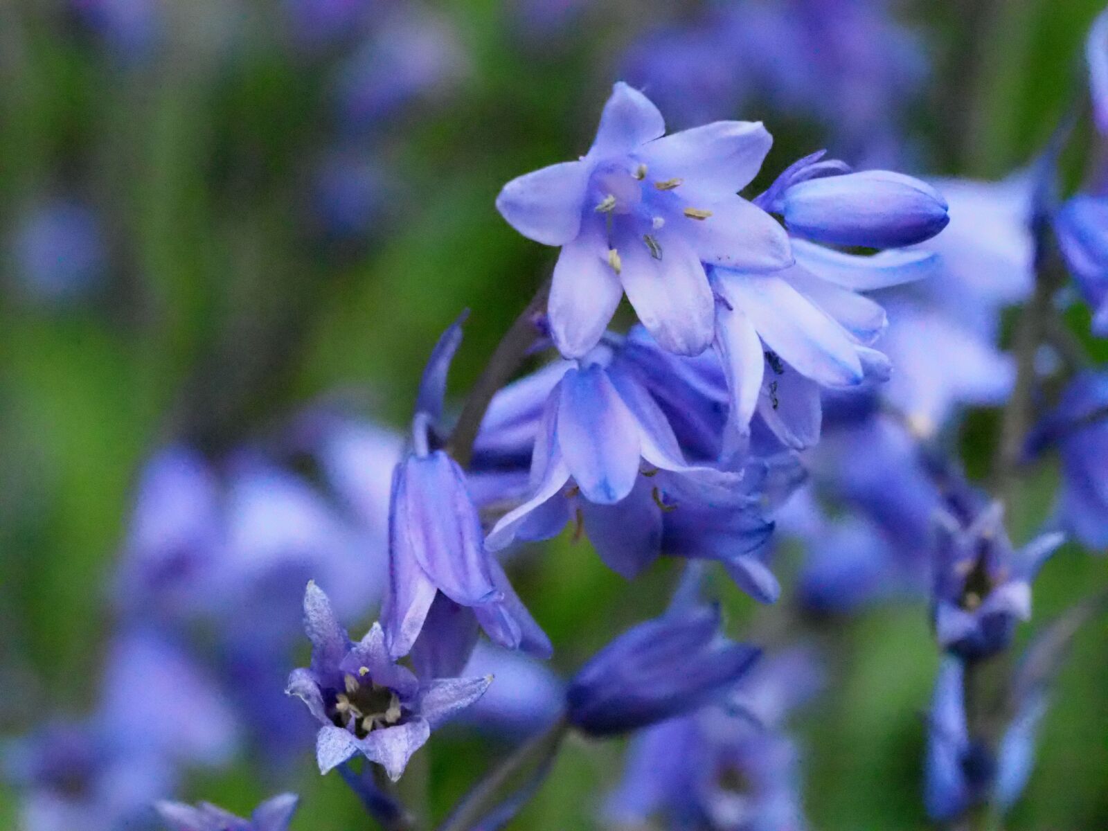 Olympus OM-D E-M10 III sample photo. Bluebell, blue bell, flower photography