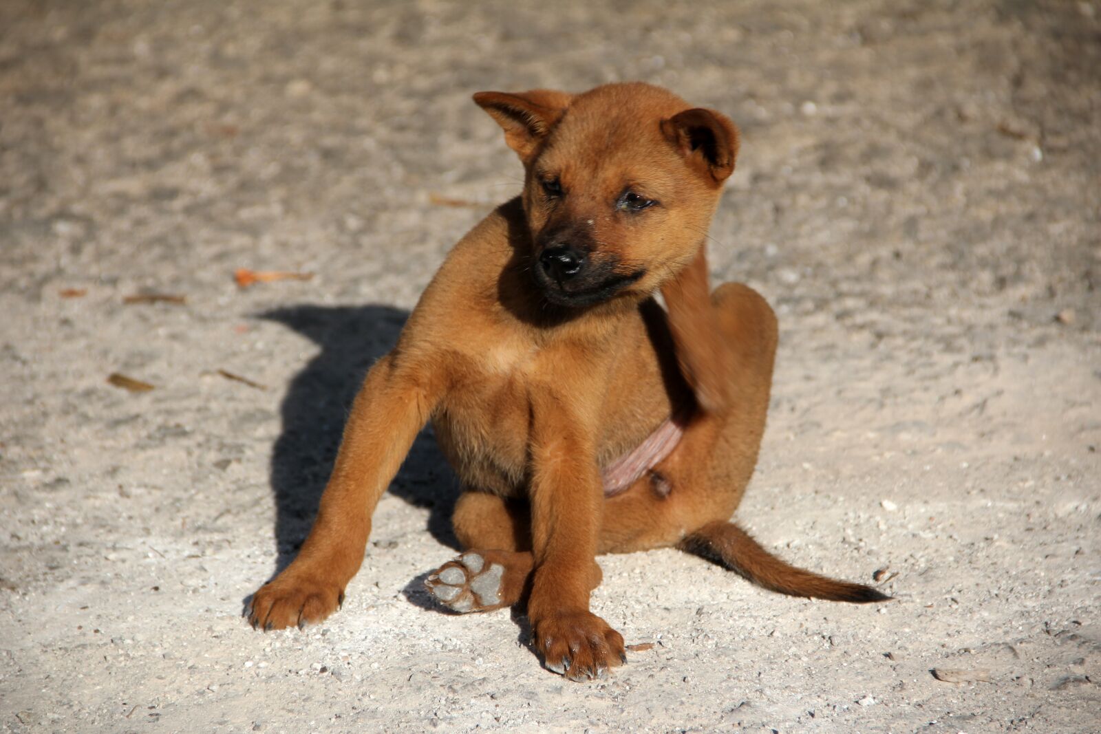 Canon EF-S 18-135mm F3.5-5.6 IS sample photo. Dog, flea, scratch photography