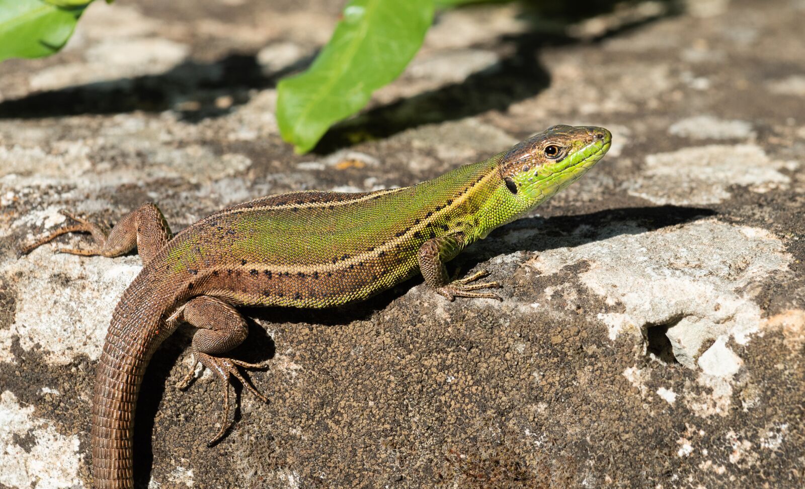 Nikon D810 sample photo. Lizard, animal, nature photography