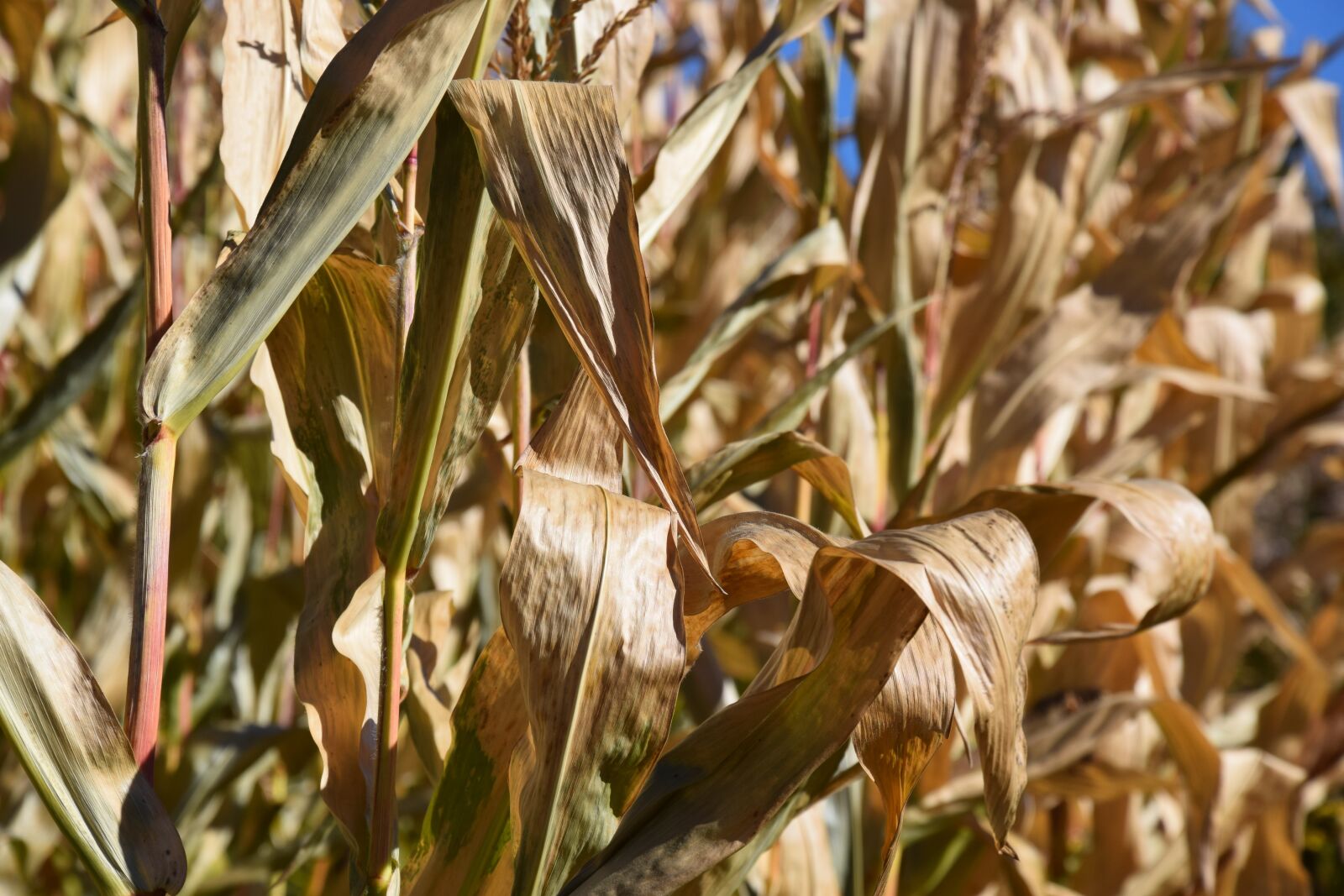 Nikon D5300 sample photo. Autumn, nature, corn photography