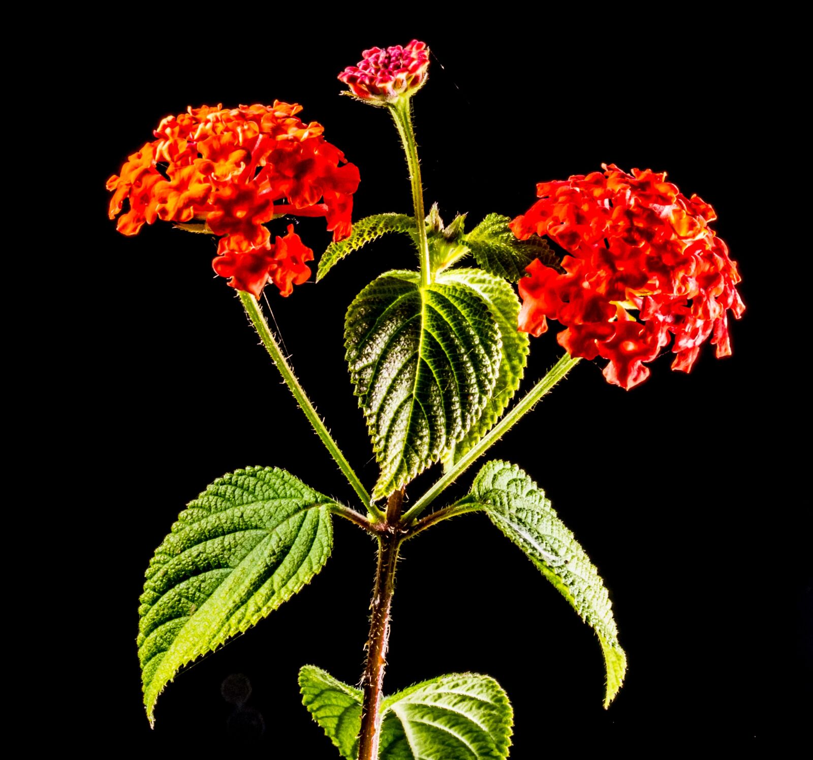 Fujifilm X-S1 sample photo. Small wiildblume, wild plant photography