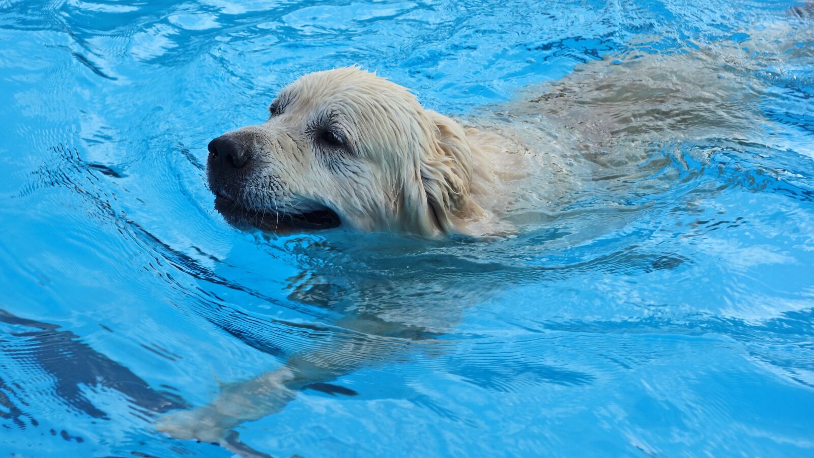 Sony Cyber-shot DSC-RX100 sample photo. Dog, swimming, swimming pool photography