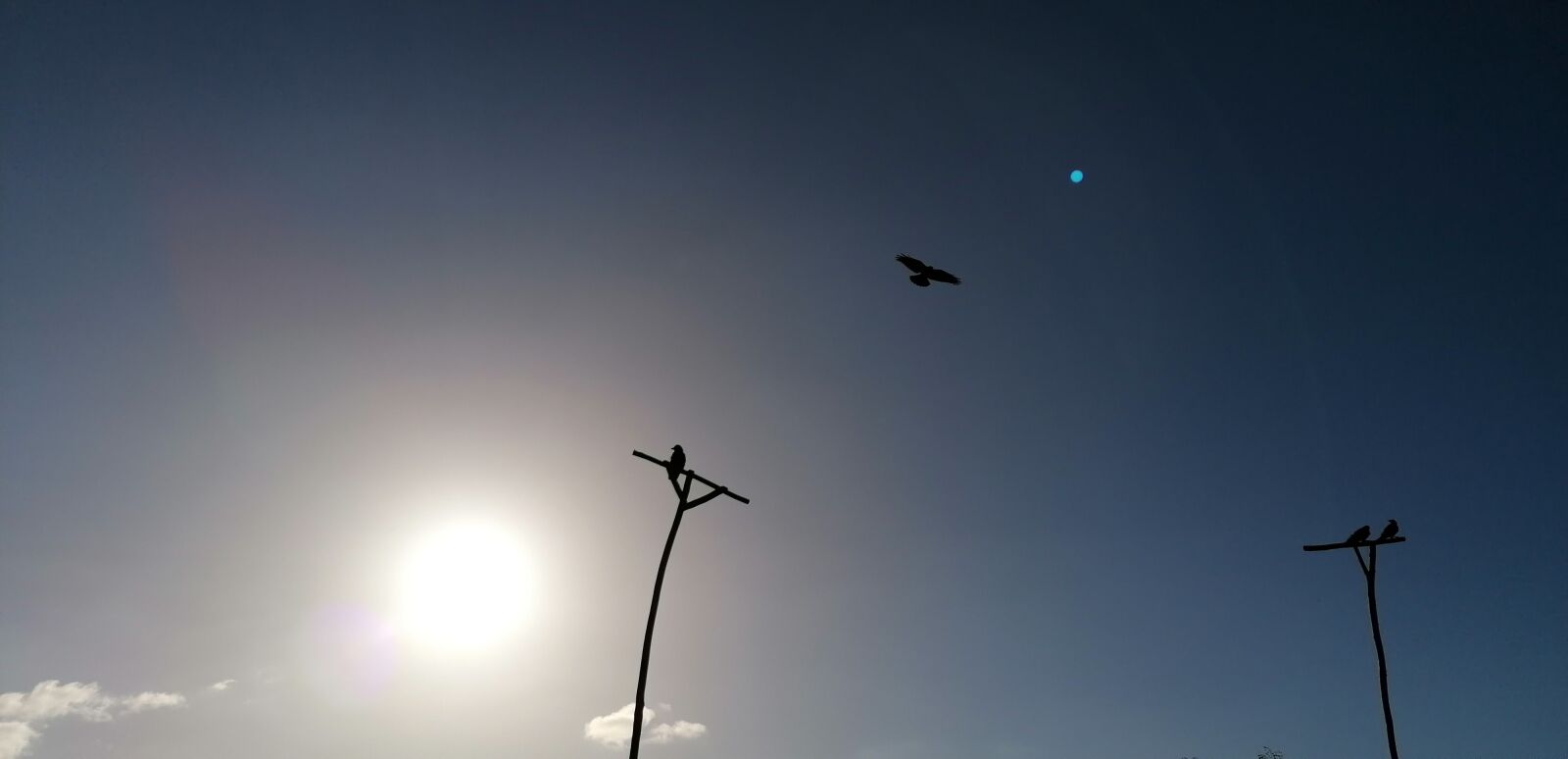 HUAWEI MAR-LX1A sample photo. Sky, sun, birds photography