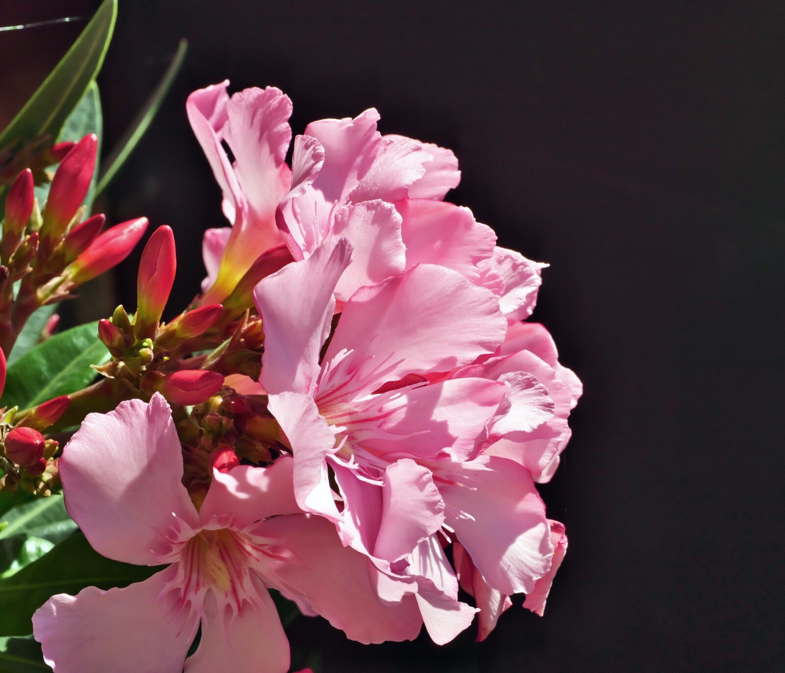 Panasonic Lumix DC-G9 sample photo. Oleander, summer, ornamental shrub photography