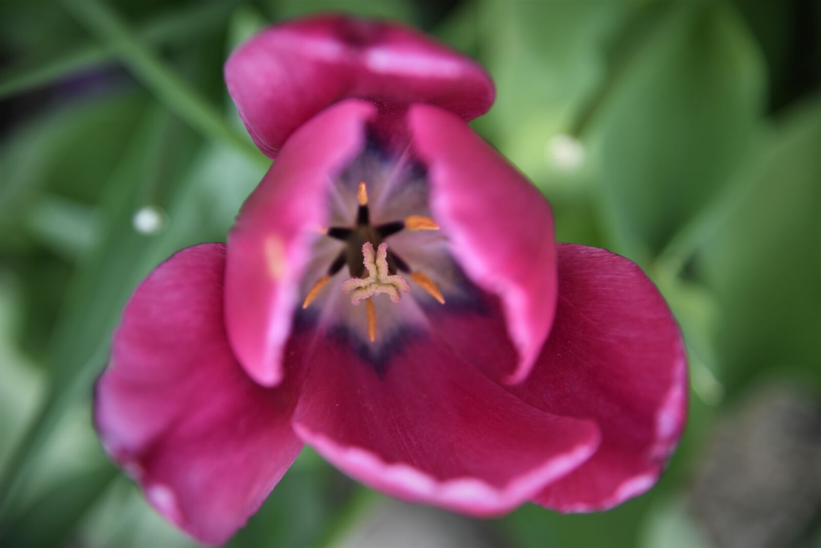 Nikon D750 sample photo. Tulips, blossom, bloom photography