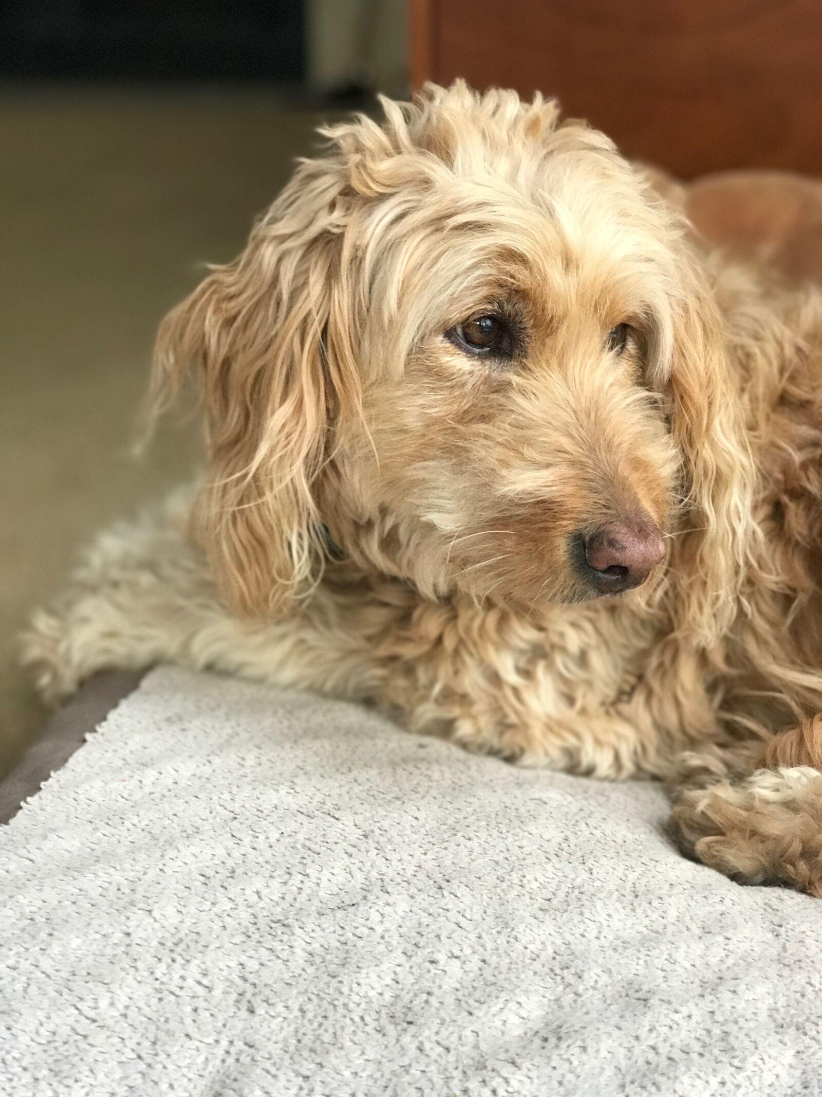 iPhone 7 Plus back dual camera 6.6mm f/2.8 sample photo. Golden doodle, pet, dog photography