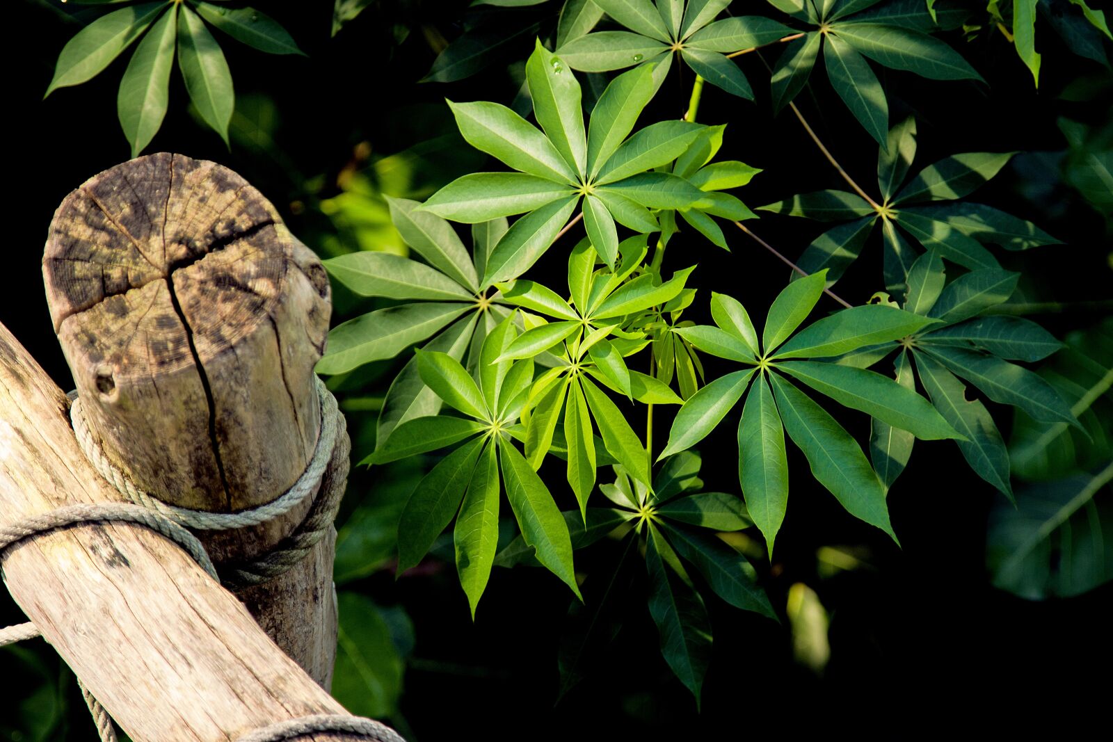 Canon EOS 60D sample photo. Plant, leaves, green photography