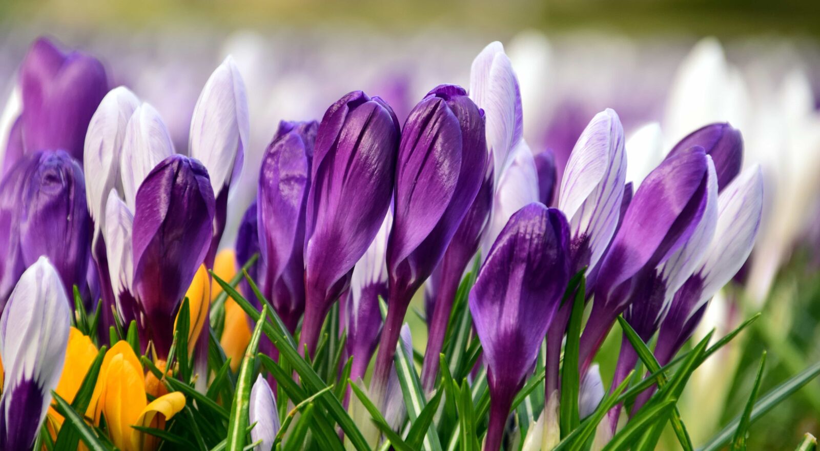 Nikon D3300 sample photo. Crocus, daylight, macro, flower photography